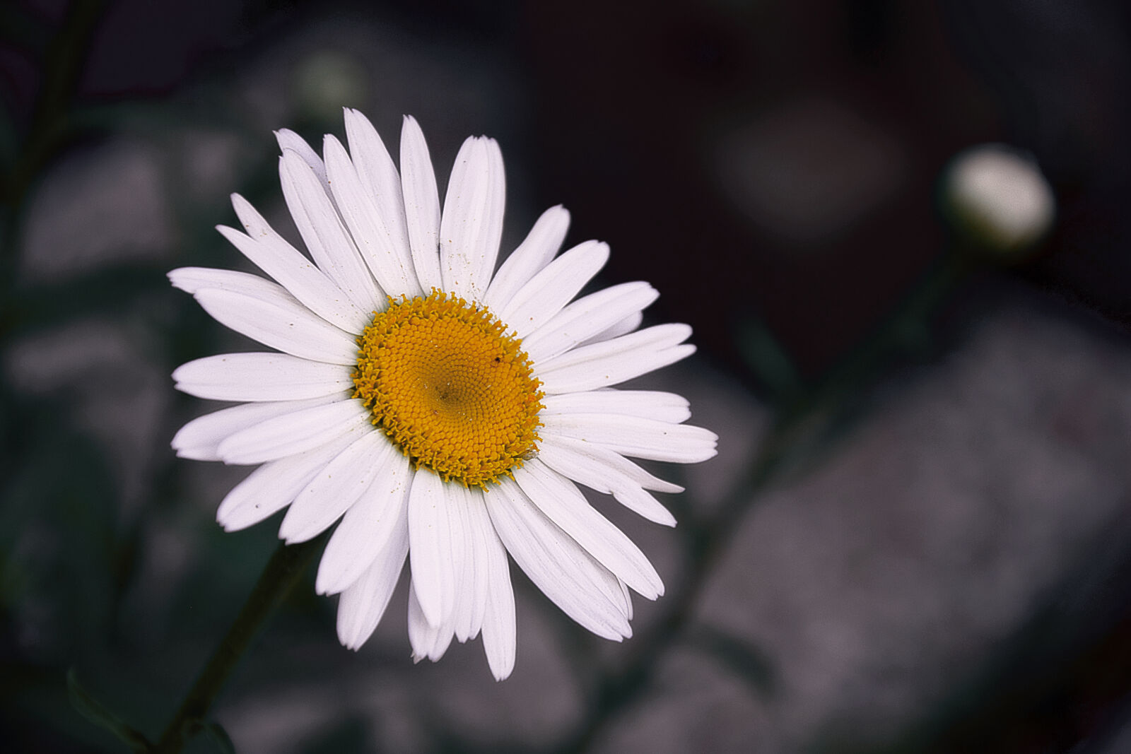 Nikon D3300 sample photo. Nature, petals, flower, outdoors photography
