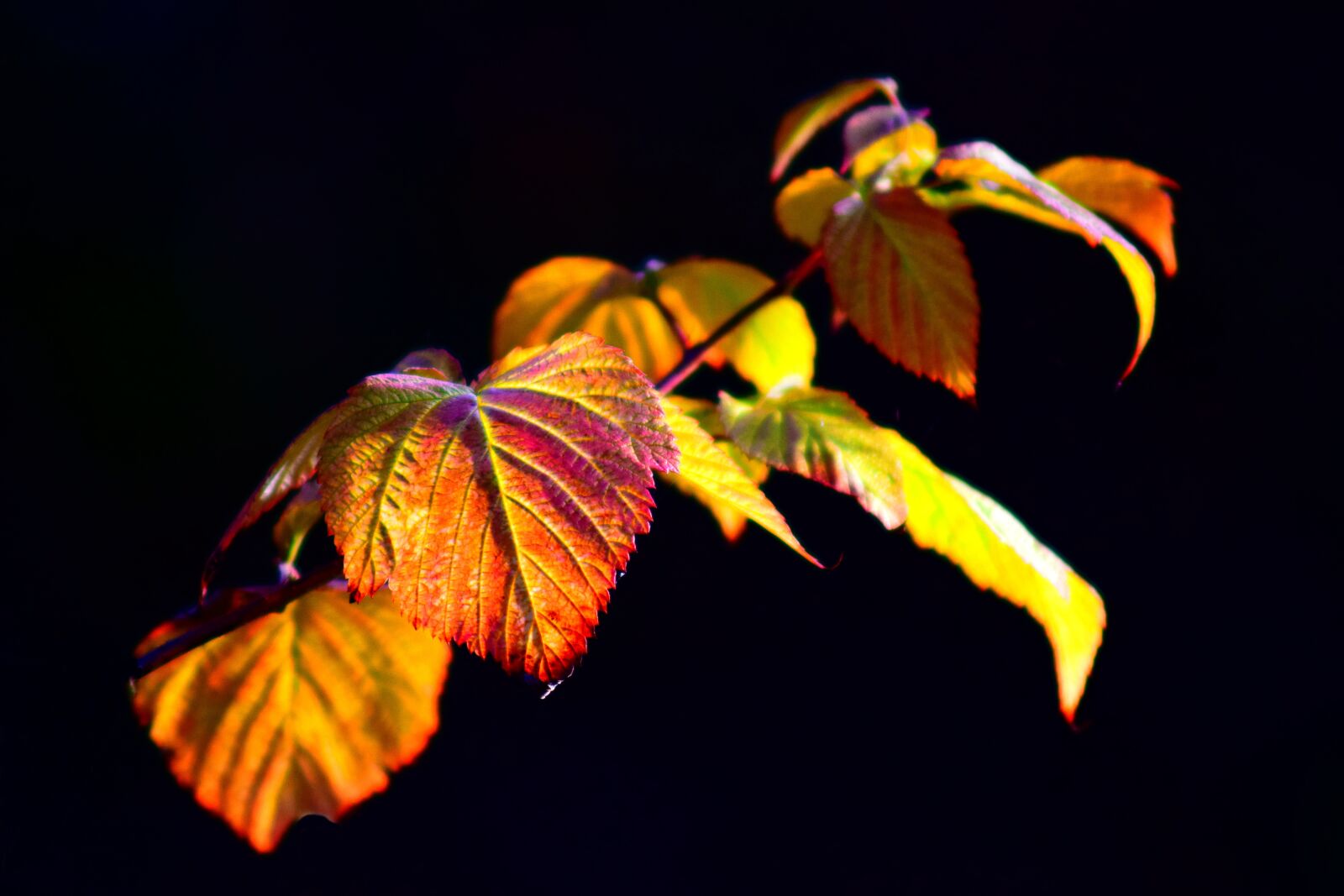 Nikon D3300 sample photo. Blackberry vine, leaves, backlighting photography