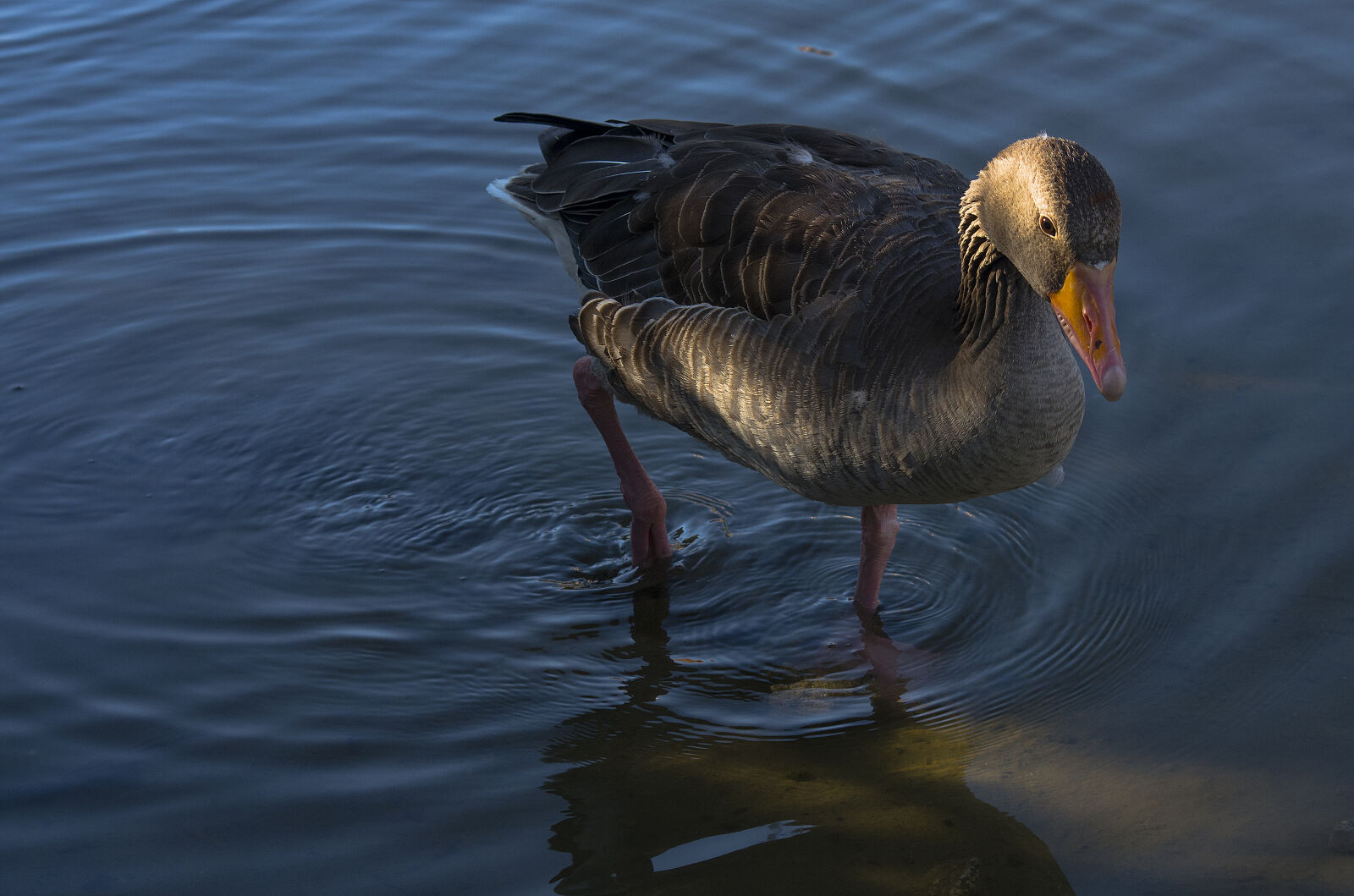 Sigma sample photo. Duck photography