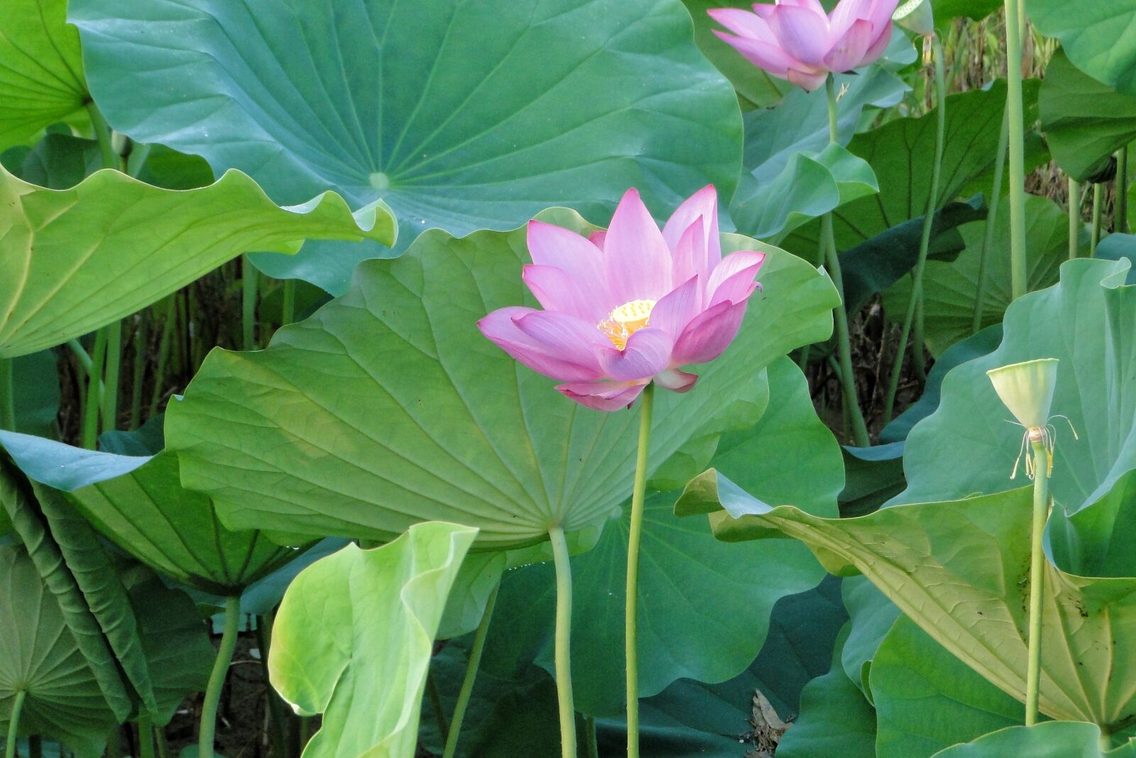 Sony Cyber-shot DSC-HX1 sample photo. Flower, lotus, summer photography