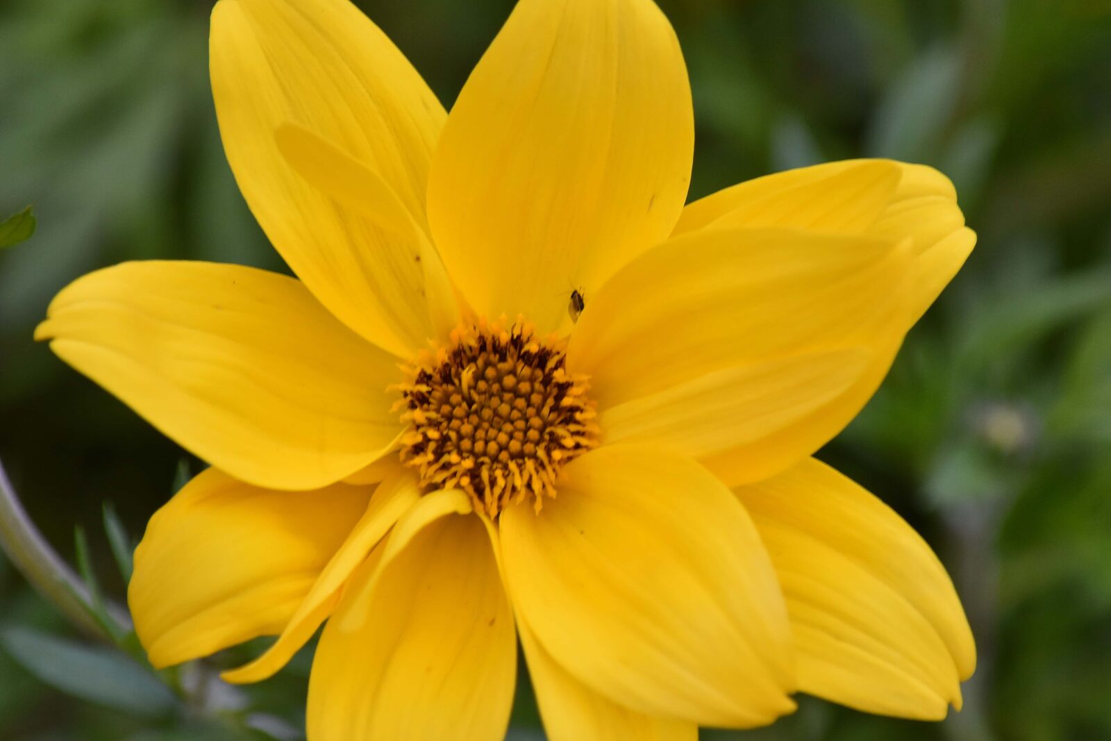 Nikon D5500 sample photo. Petal, blossom, yellow, plant photography