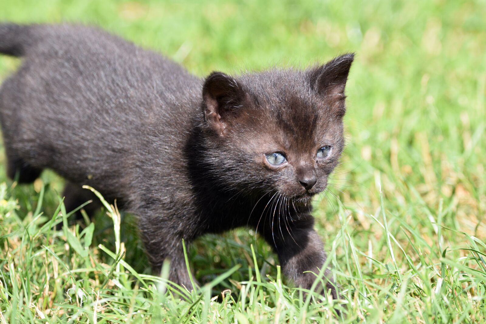 Nikon D3400 sample photo. Kitten, cat, animal photography