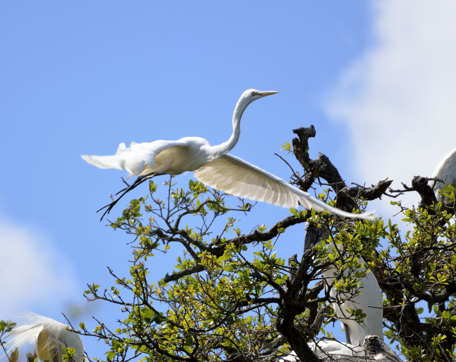 Nikon D7000 sample photo. White heron, heron, egret photography