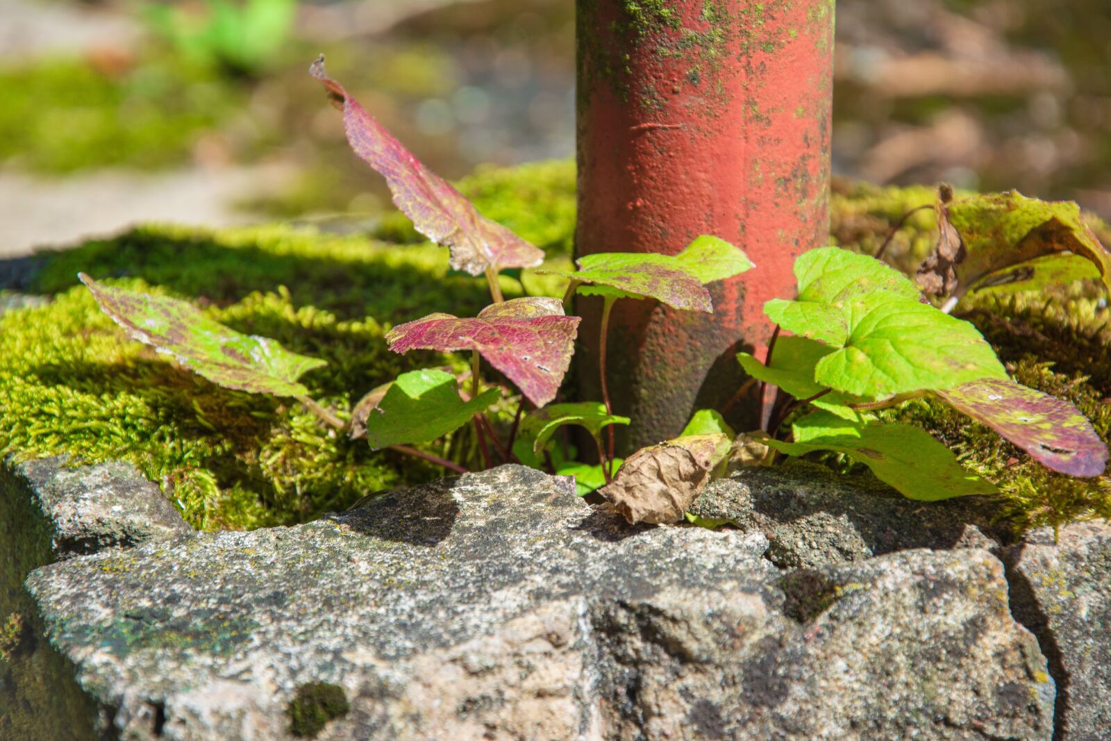 Nikon D5200 sample photo. Aged, architecture, closeup photography