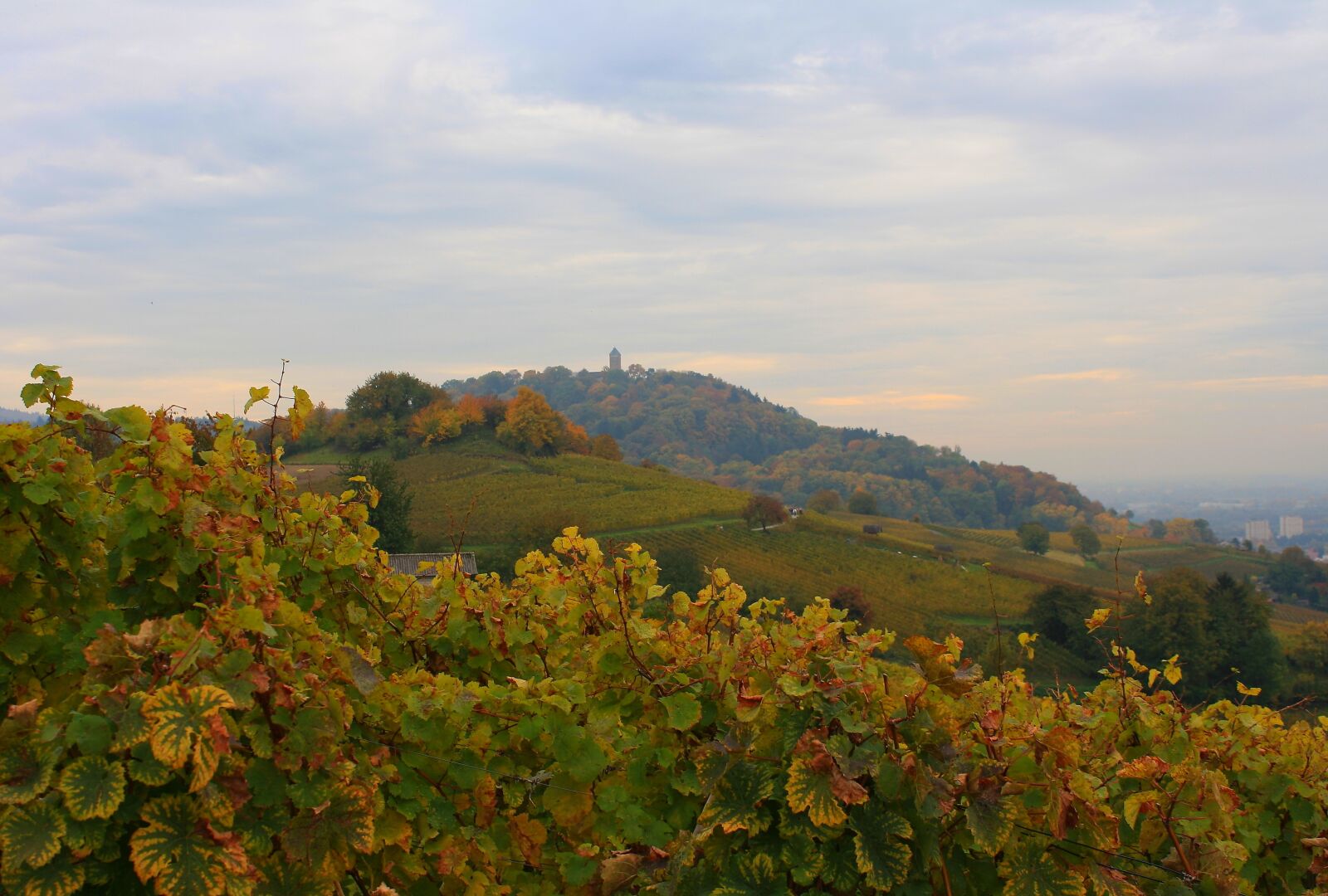 Canon EOS 1000D (EOS Digital Rebel XS / EOS Kiss F) sample photo. Vineyards, nature, autumn photography