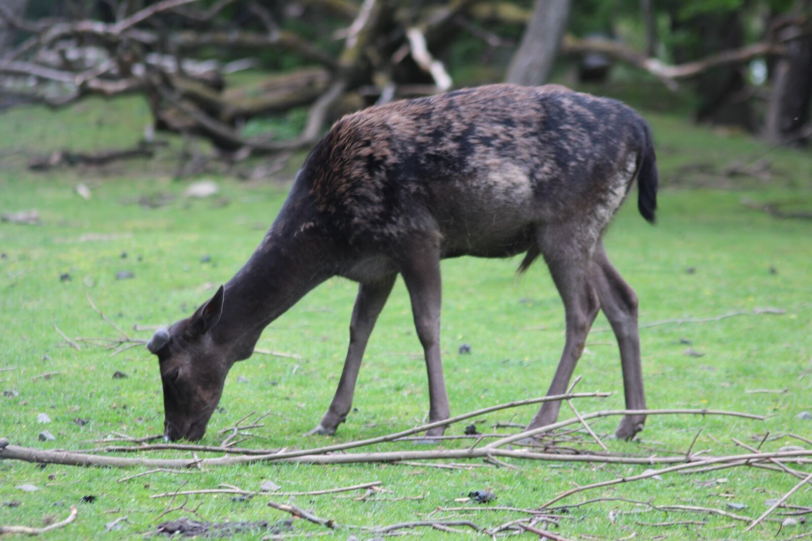 Canon EOS 600D (Rebel EOS T3i / EOS Kiss X5) sample photo. Sika deer, noble deer photography
