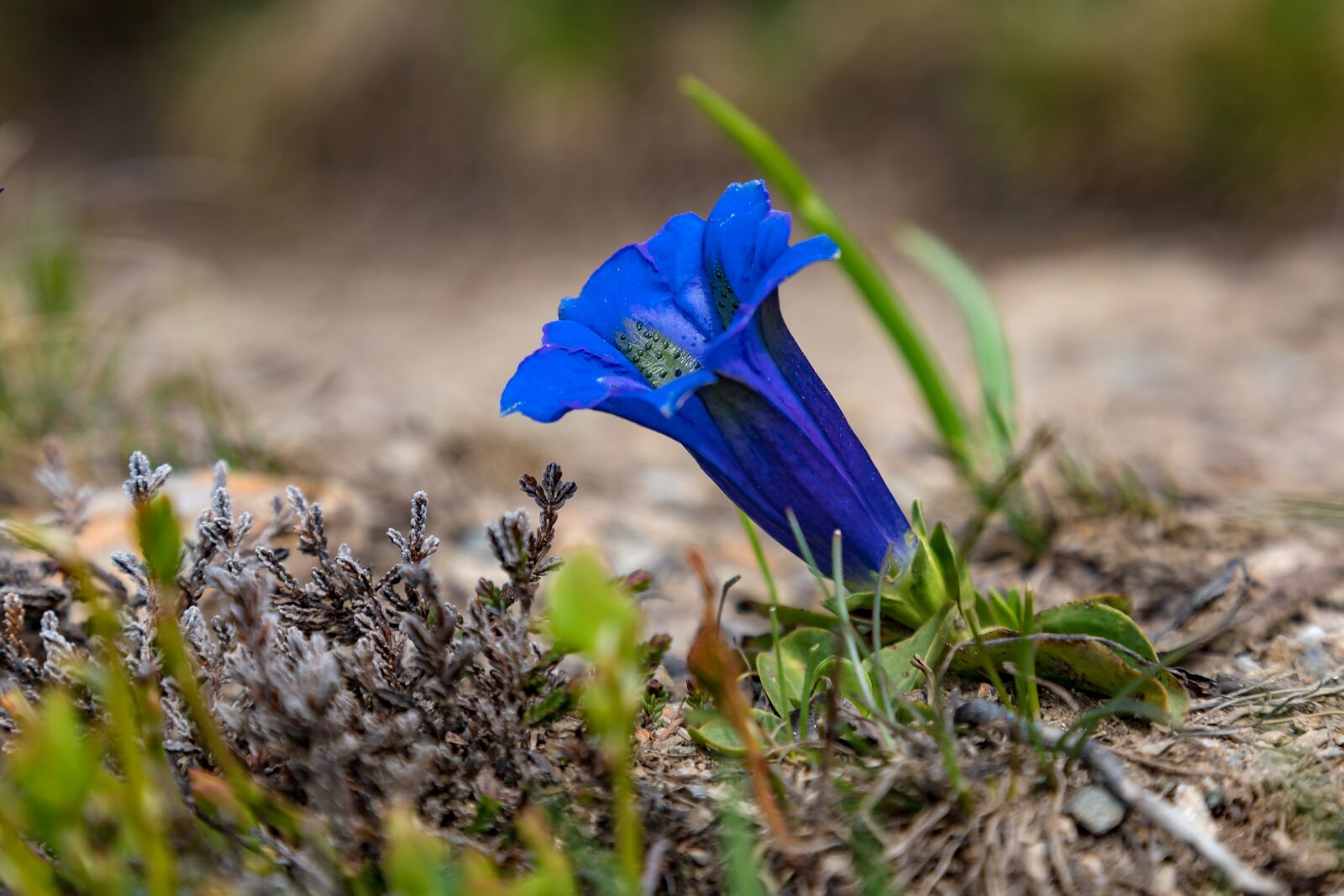 Canon EOS 5D Mark IV sample photo. Gentian, flower, blue photography