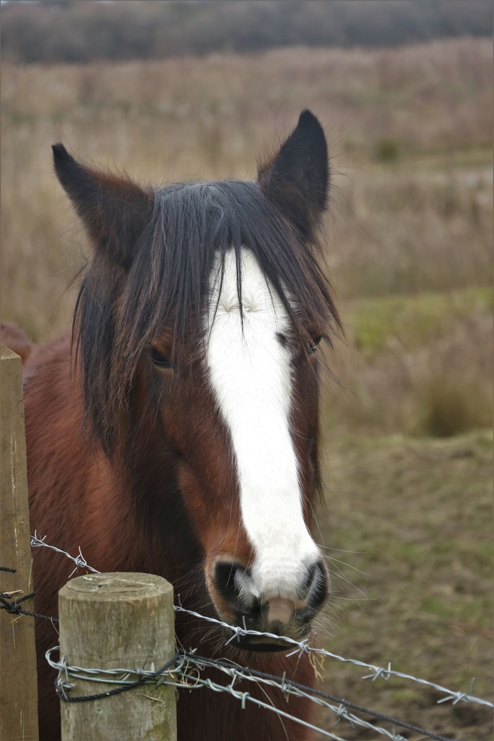 Canon EOS 7D Mark II sample photo. Horse, animal, mane photography