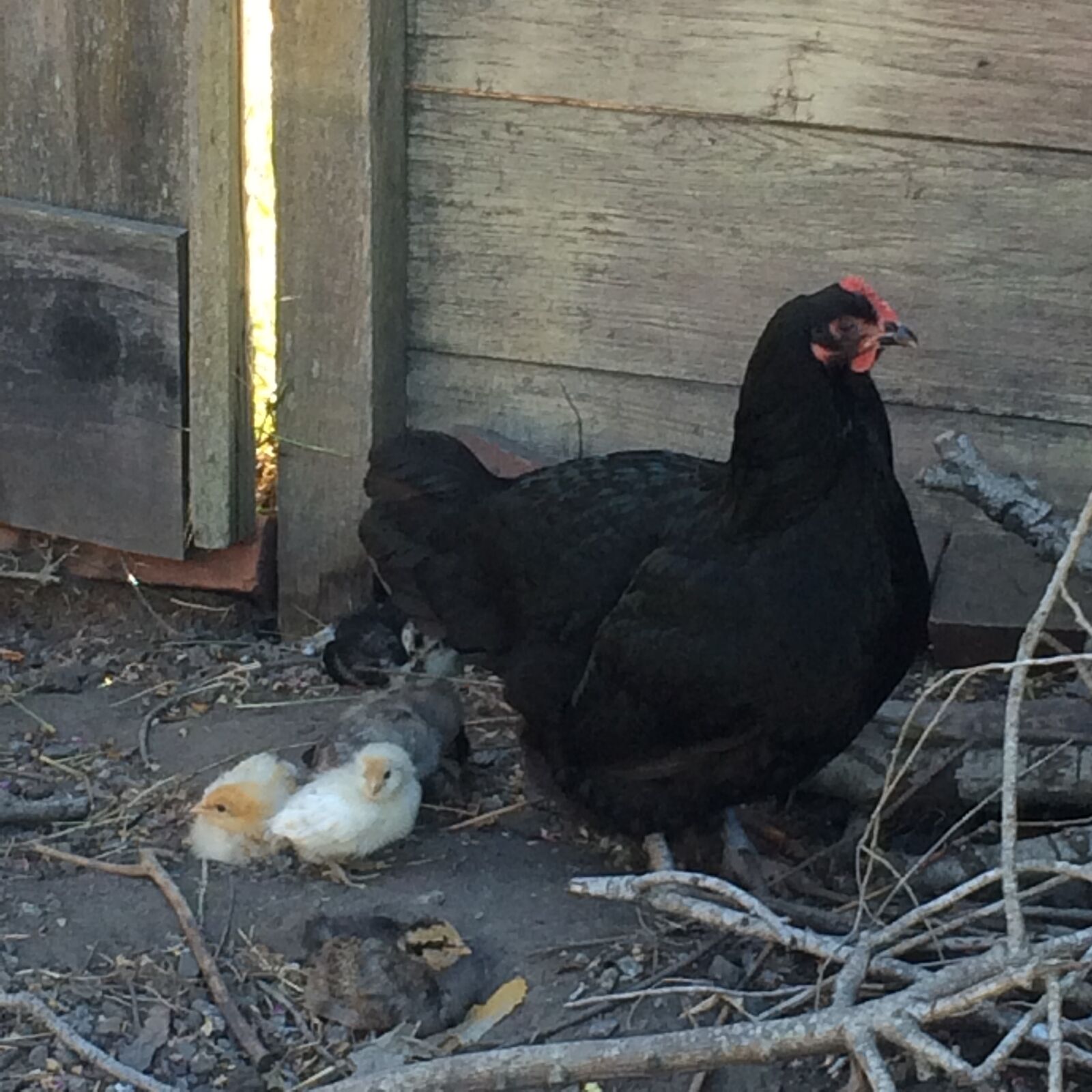 iPhone 5s back camera 4.15mm f/2.2 sample photo. Chicken, chickens, chicks, hen photography