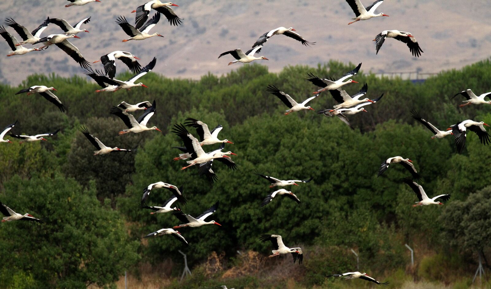 Canon EOS 7D + Canon EF 100-400mm F4.5-5.6L IS II USM sample photo. Spain, storks, flock photography