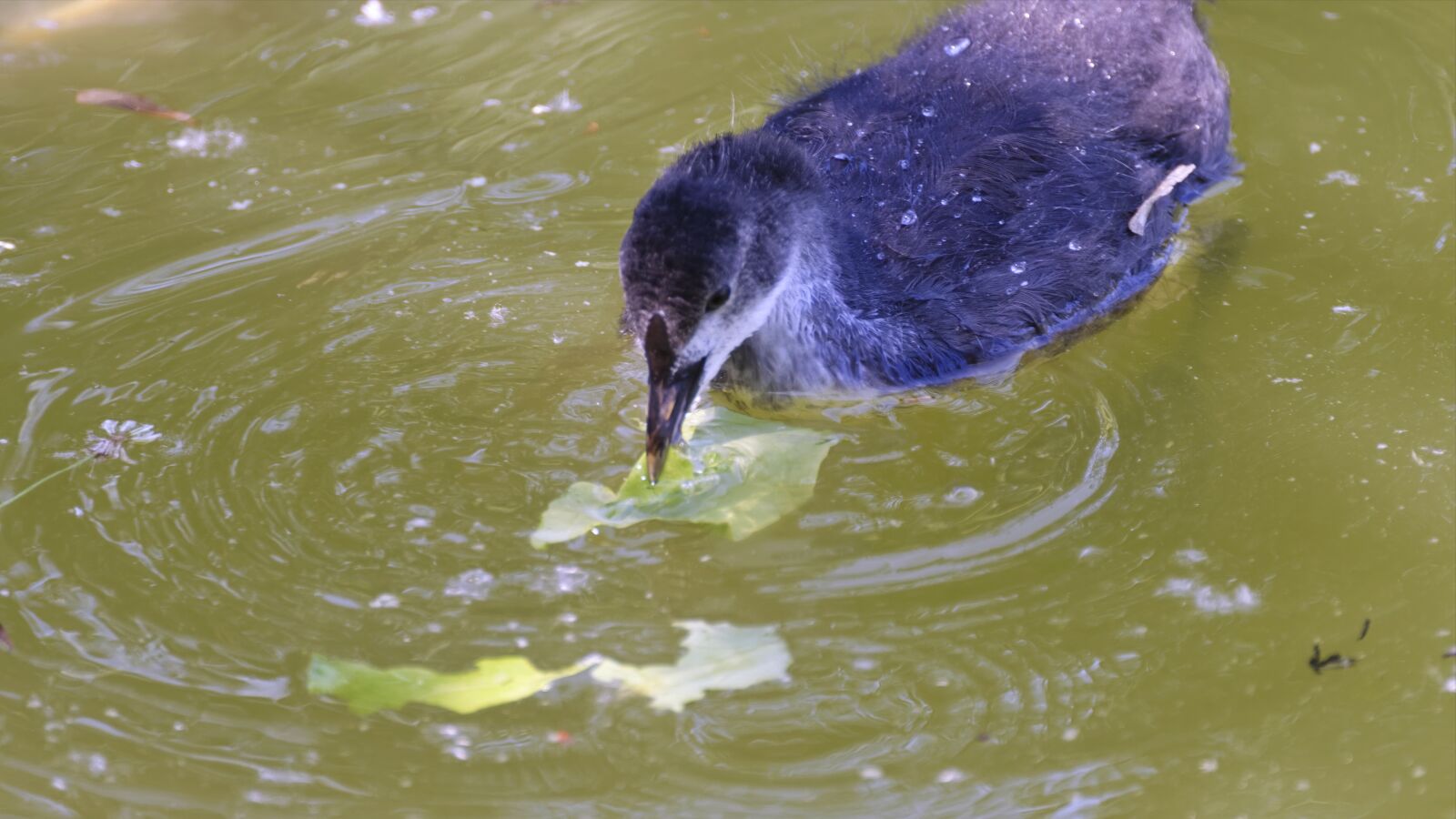 Nikon D5300 sample photo. Bird, chick, coot photography