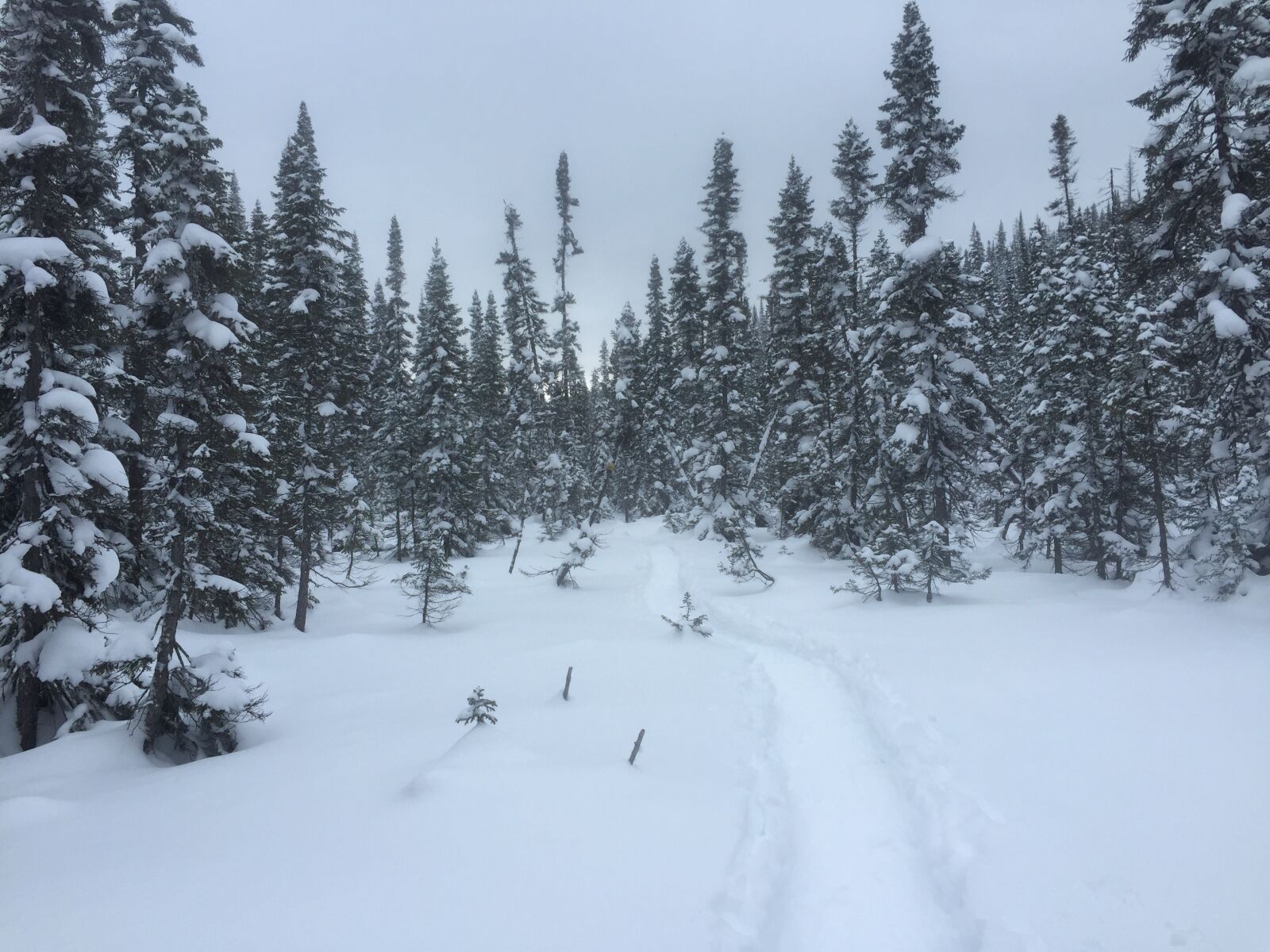 Apple iPhone 6 sample photo. Winter, ski, trees photography