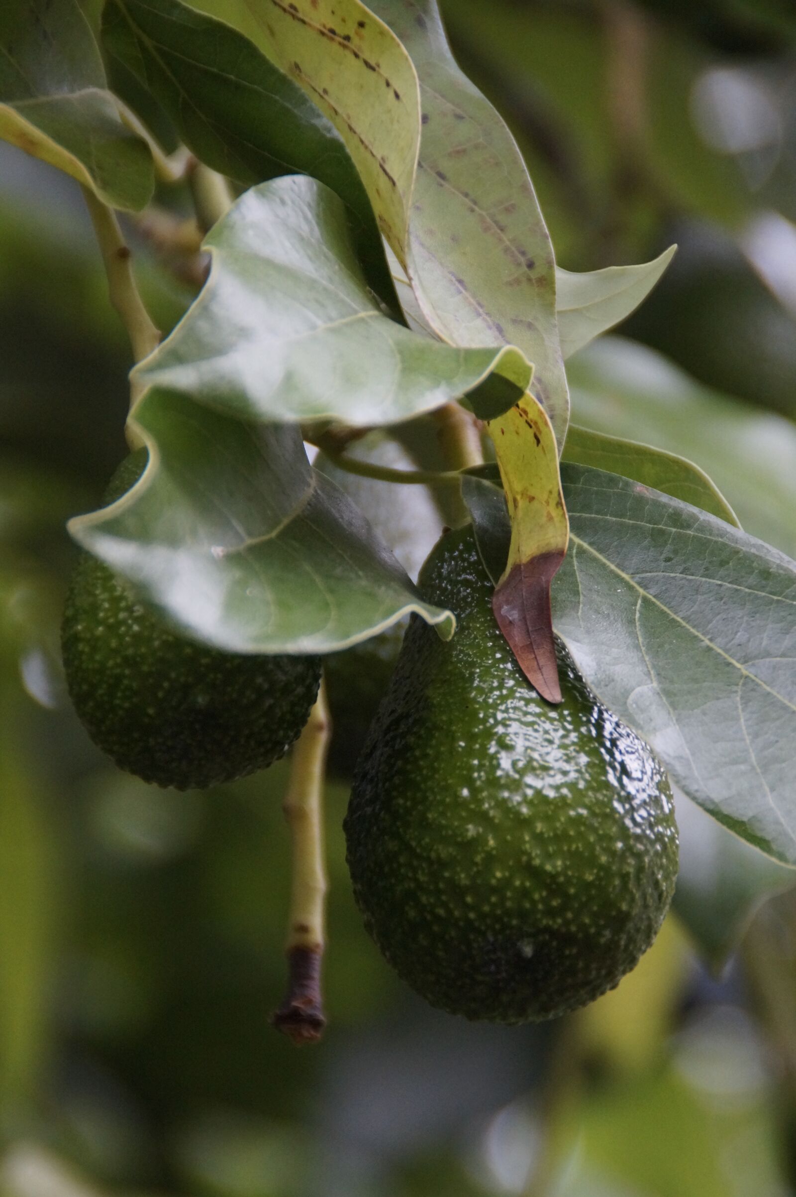Sony SLT-A58 sample photo. Avocado, avocado tree, plant photography