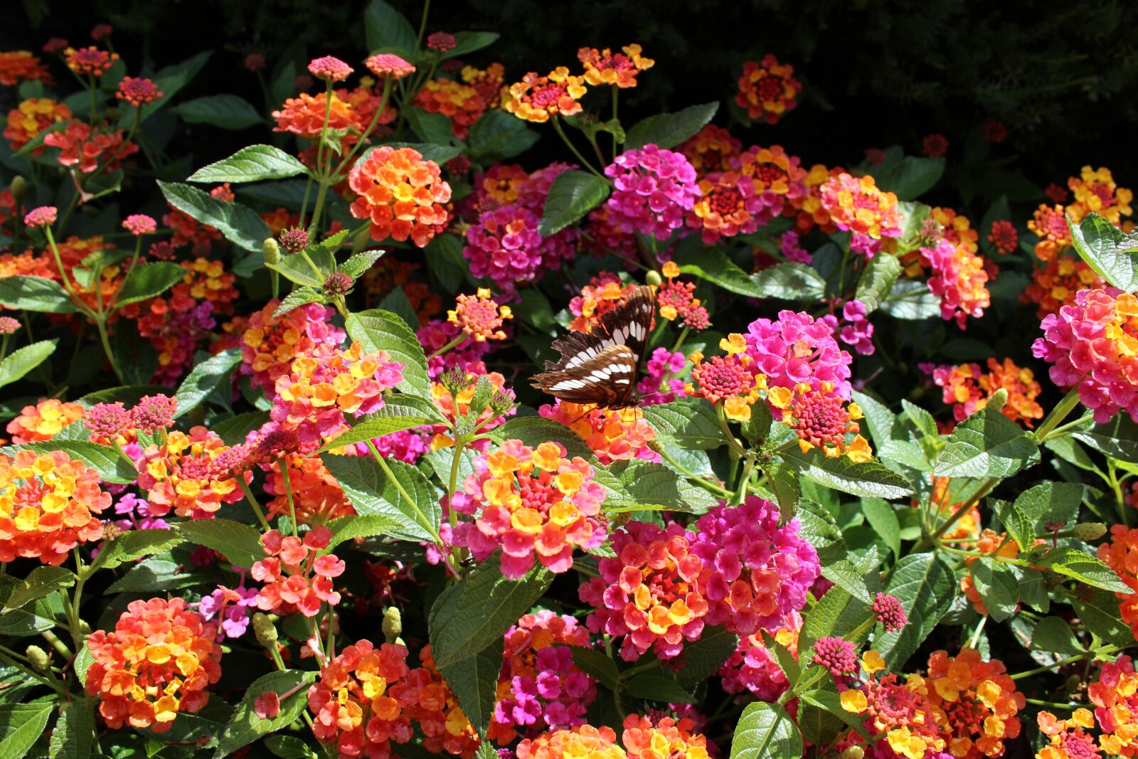 Canon EOS 1200D (EOS Rebel T5 / EOS Kiss X70 / EOS Hi) sample photo. Flowers, butterfly, bright photography