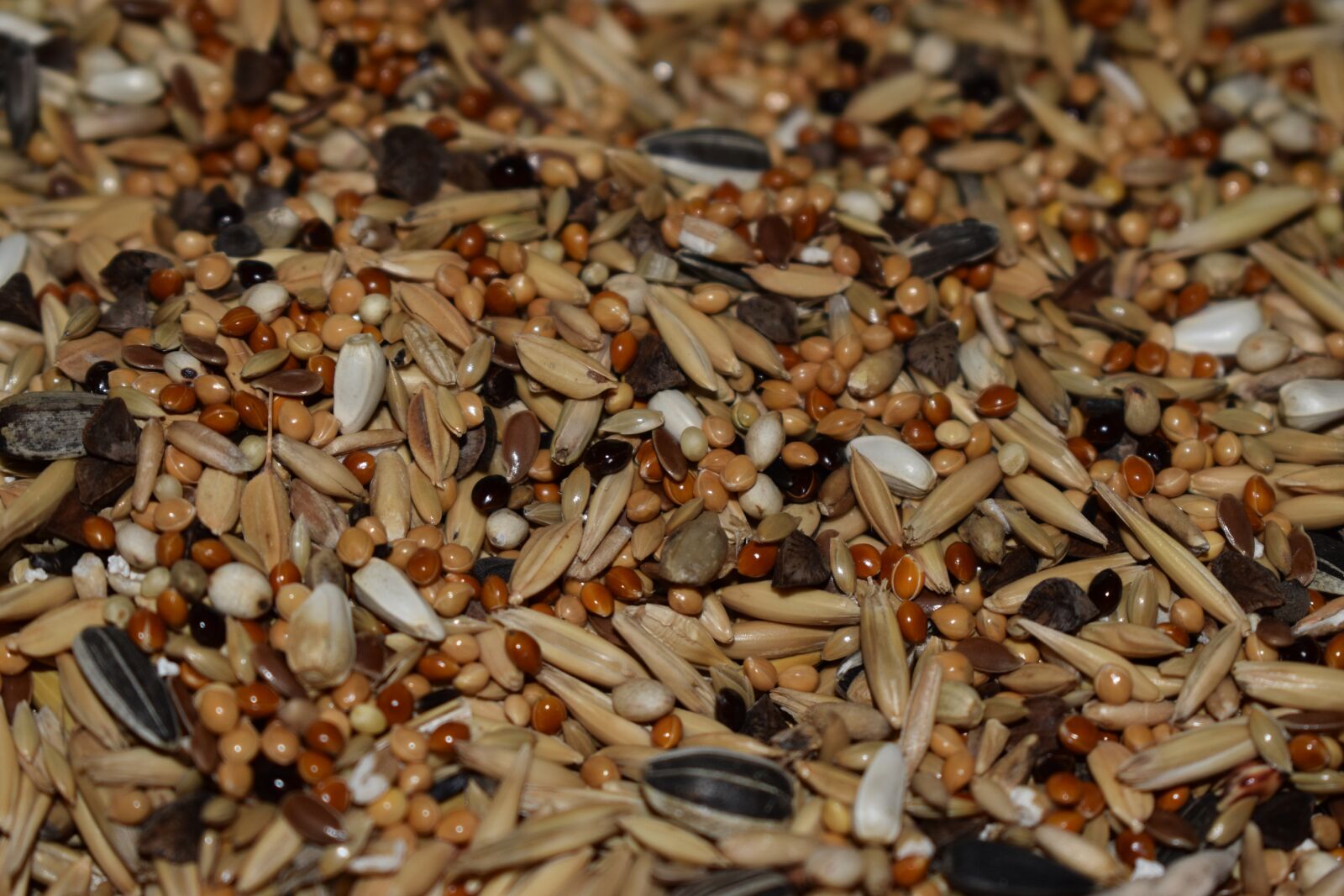 Nikon D3500 sample photo. Seeds, seed, oats photography