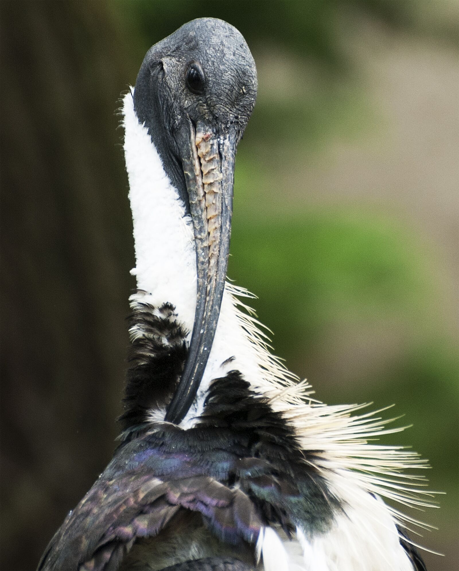 Nikon D80 sample photo. Bird, bill, plumage photography