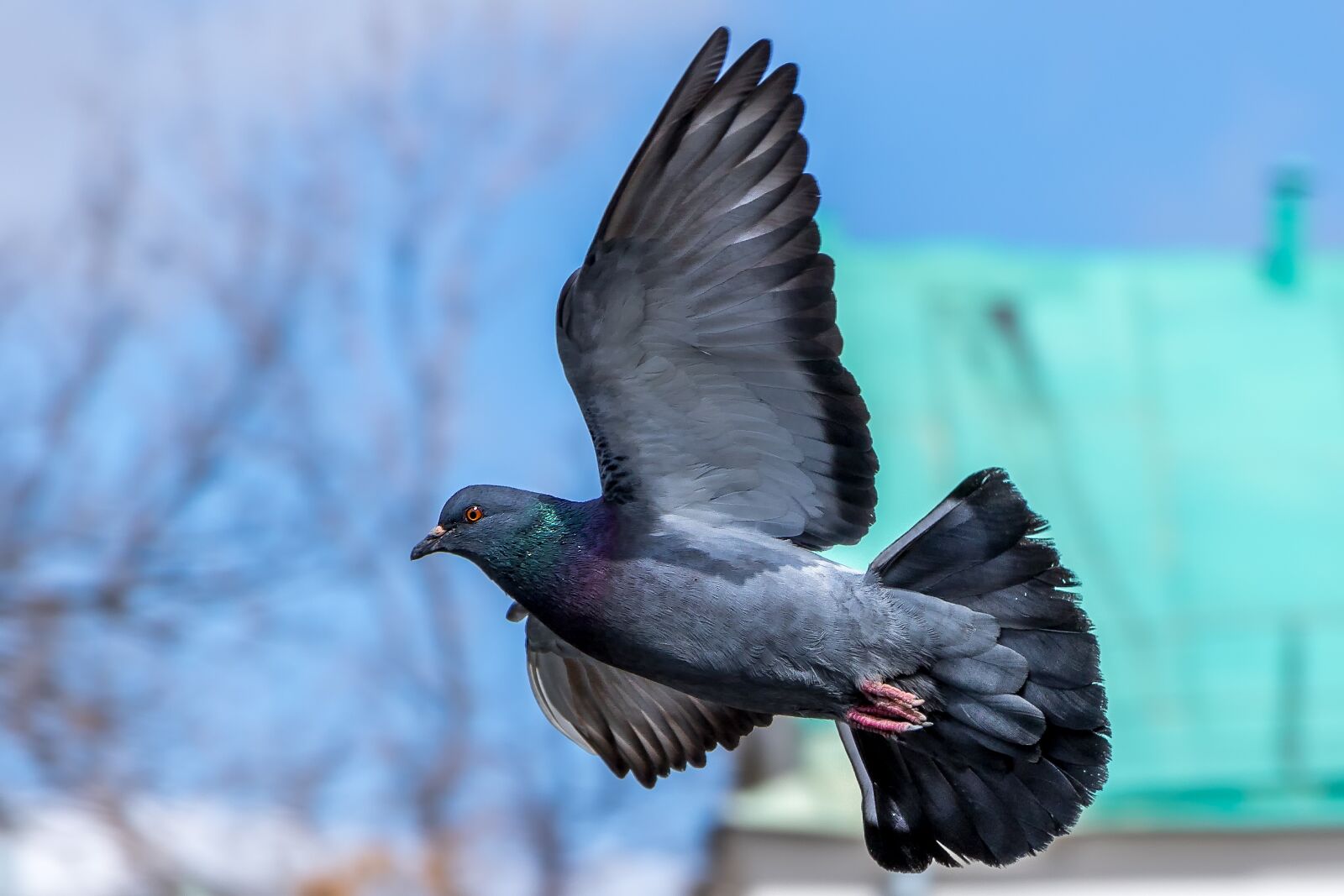 Canon EOS 7D Mark II sample photo. Bird in flight, bird photography
