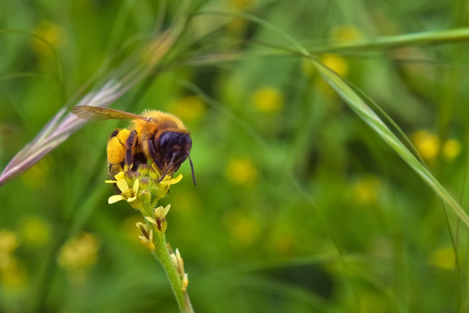 Nikon D3300 sample photo. Bee, insect, pollen photography