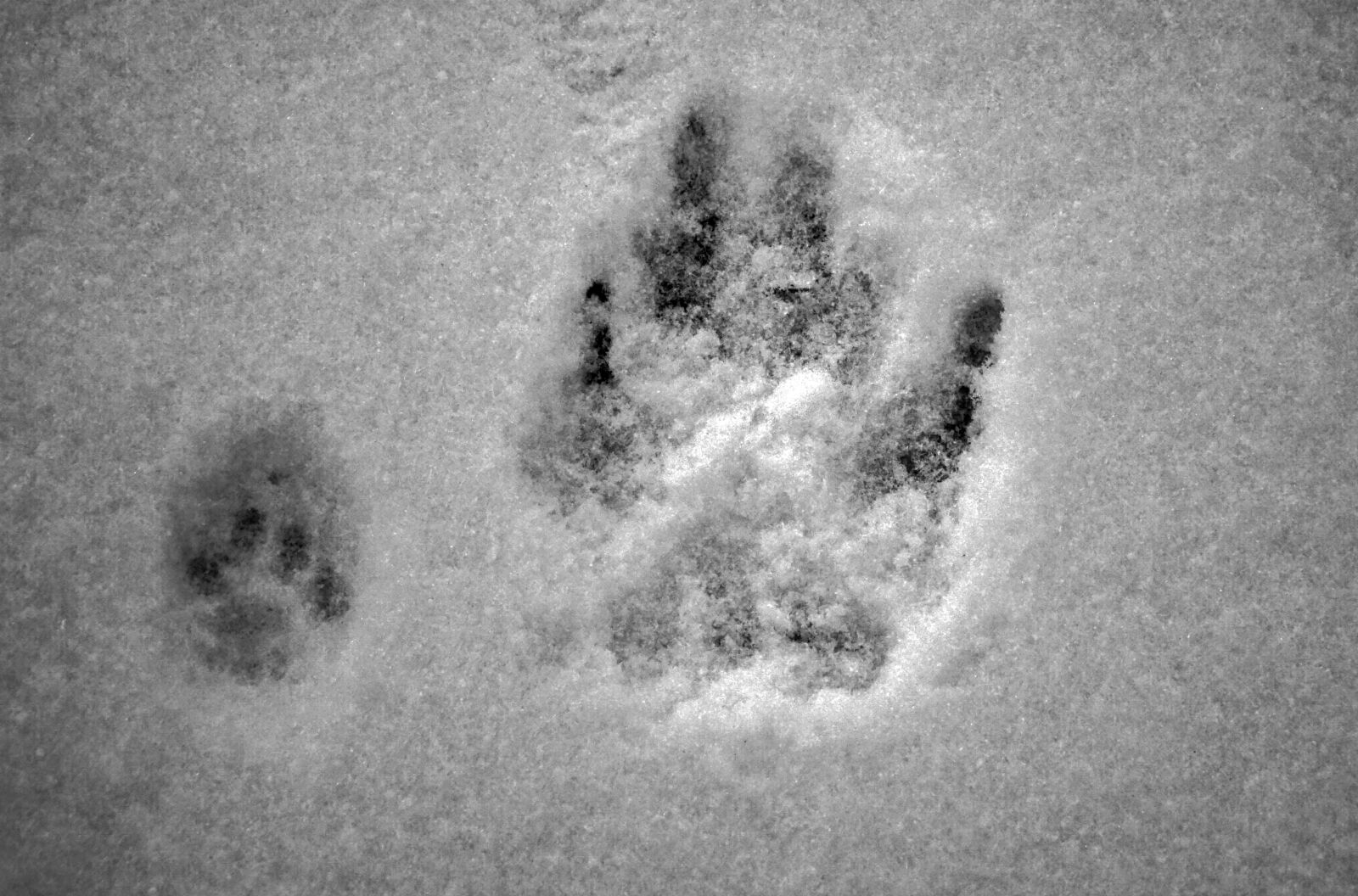 Sony SLT-A65 (SLT-A65V) sample photo. Animals, snow, traces, trope photography