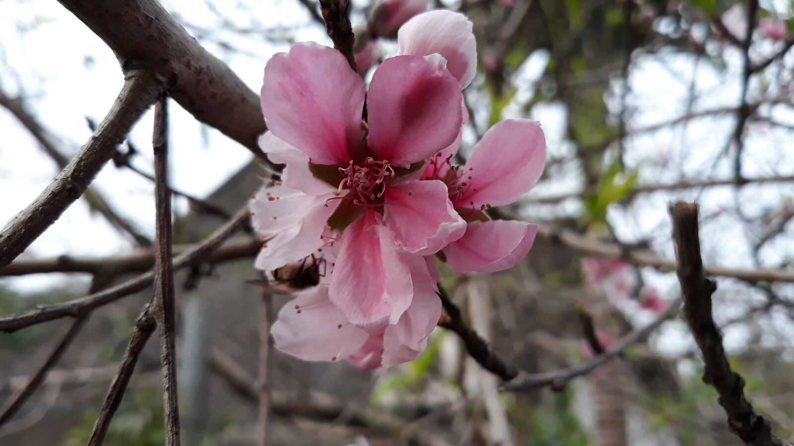 Samsung Galaxy J7 Pro sample photo. Peach blossom, flower, pink photography