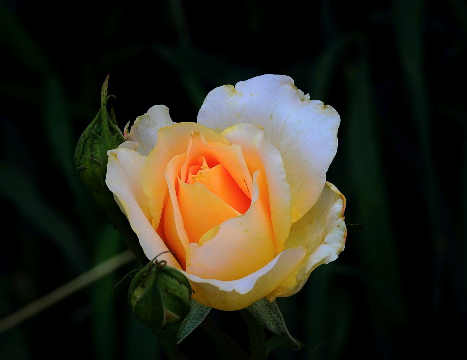 Nikon Coolpix P900 sample photo. Rose, nature, garden photography