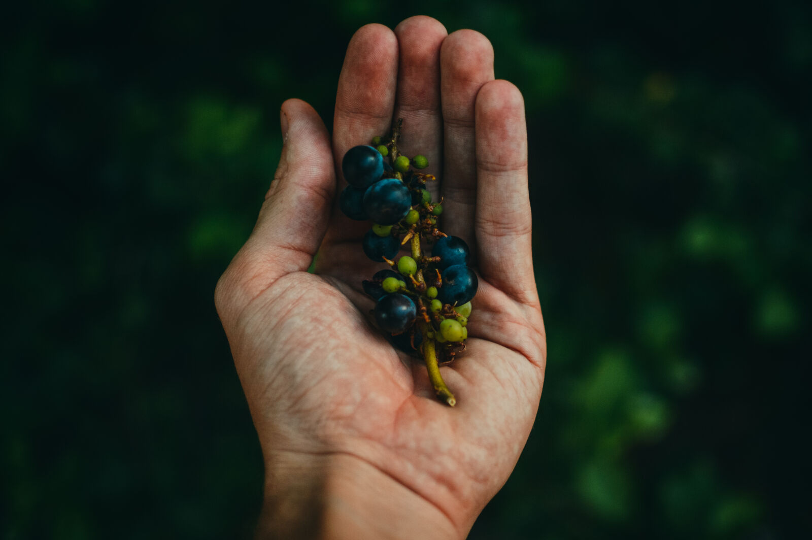 Nikon D3200 + Nikon AF-S DX Nikkor 35mm F1.8G sample photo. Nature, hand, fruits, grapes photography