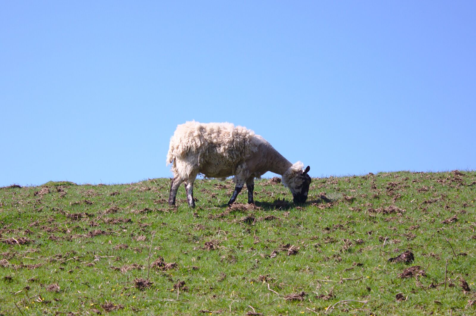 Canon EOS 50D sample photo. Sheep, solitary, field photography
