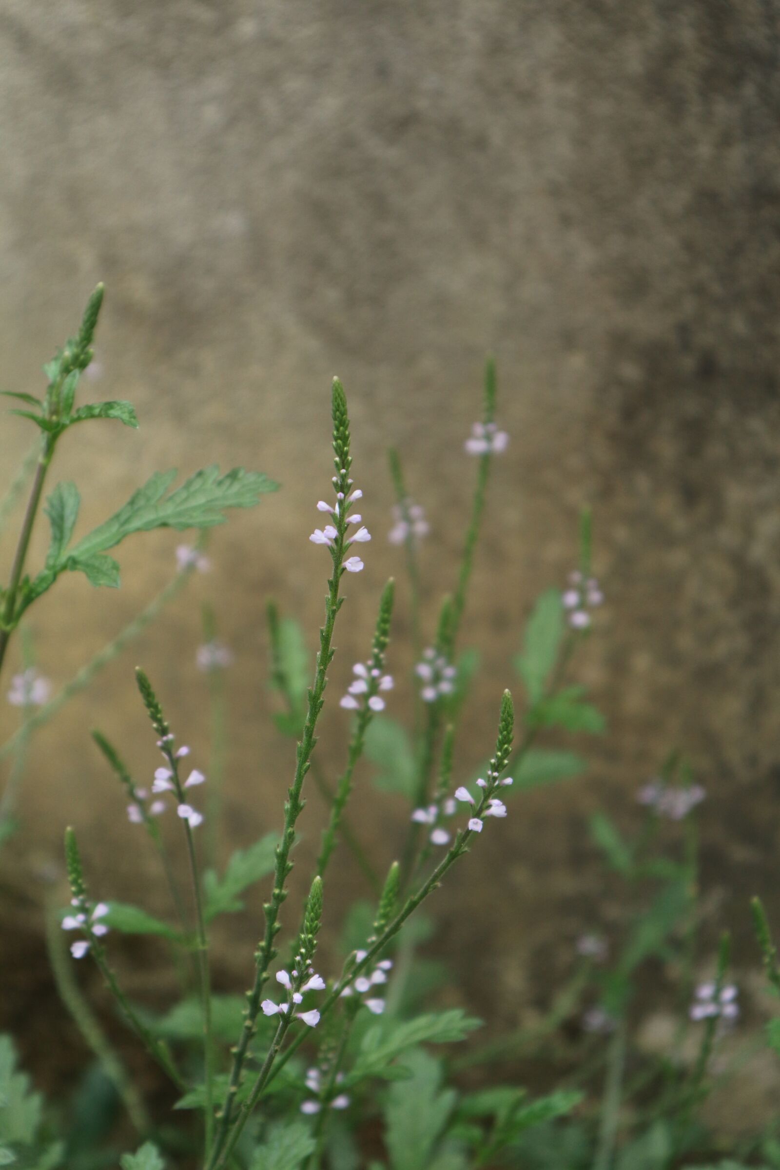 Canon EF-M 15-45mm F3.5-6.3 IS STM sample photo. Vietnam, asia, natural photography