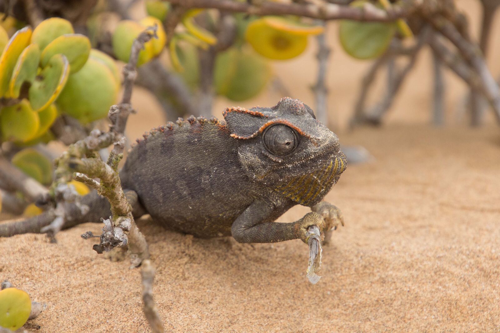 Canon EOS 600D (Rebel EOS T3i / EOS Kiss X5) sample photo. Africa, namibia, nature photography
