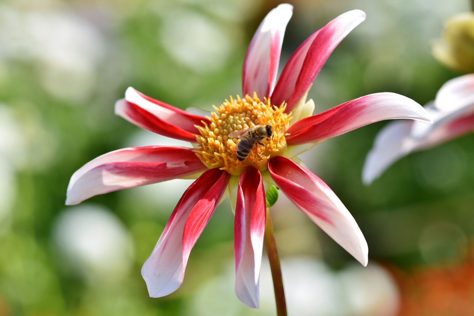 Nikon D7200 sample photo. Dahlia, bee, sprinkle photography
