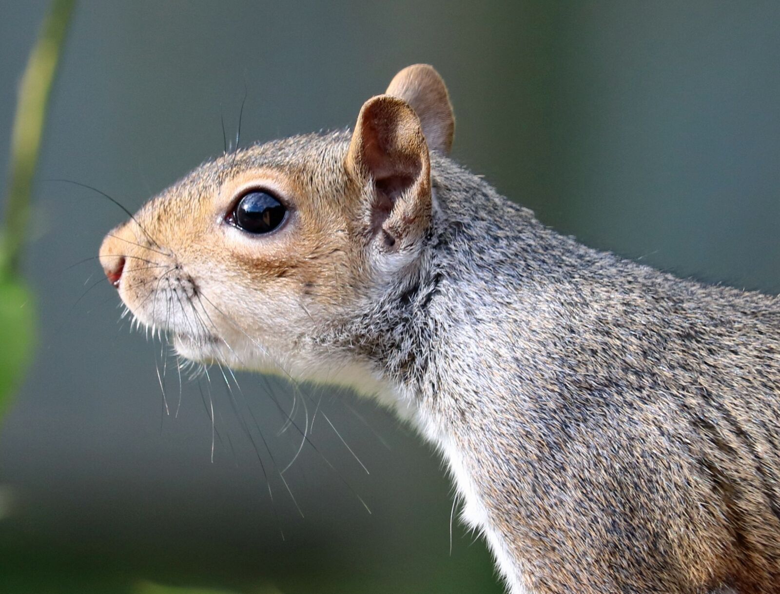 Canon EOS 750D (EOS Rebel T6i / EOS Kiss X8i) sample photo. Squirrel, grey, brown photography
