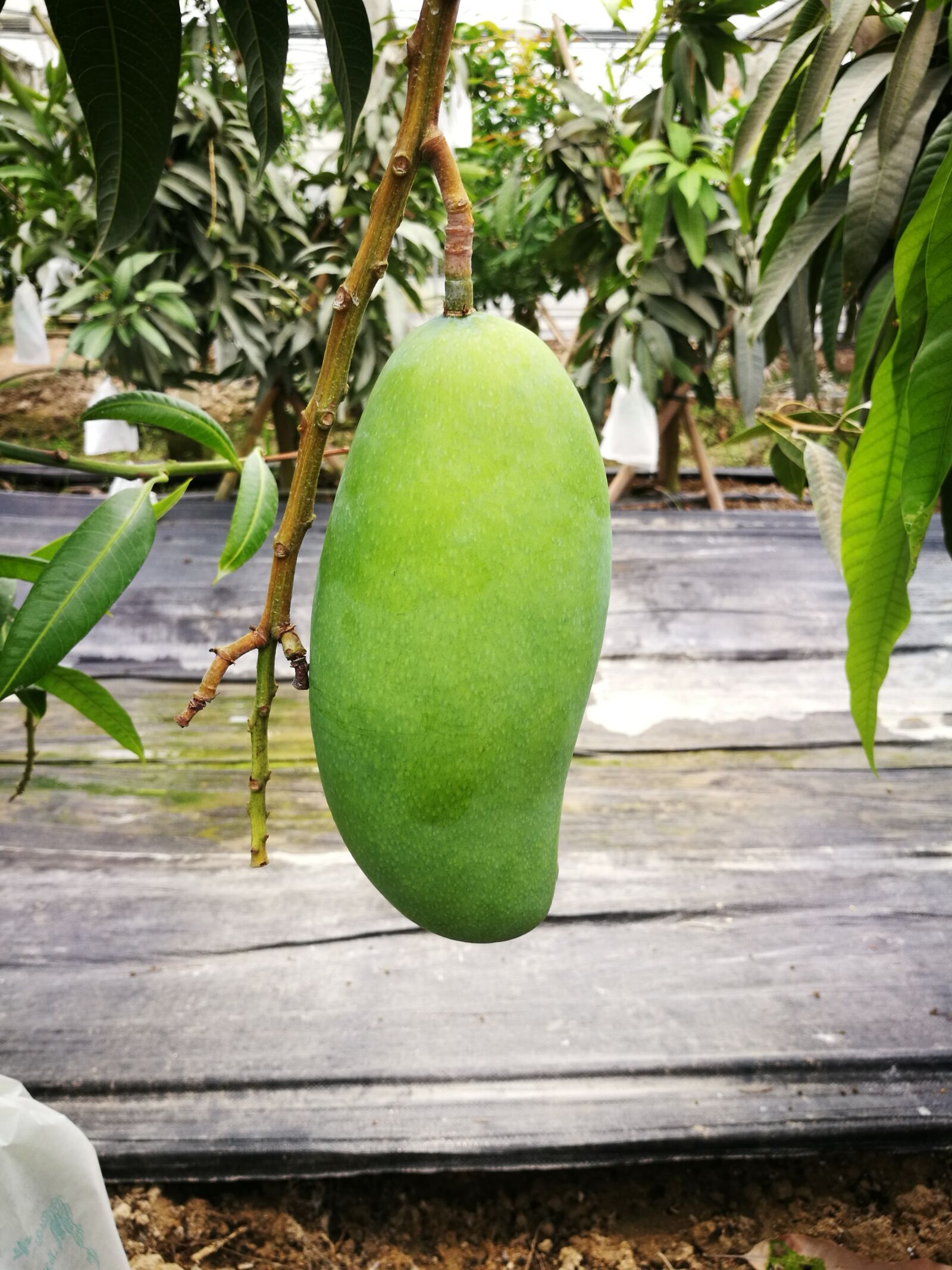 HUAWEI P9 sample photo. Cyan, mango, fruit photography