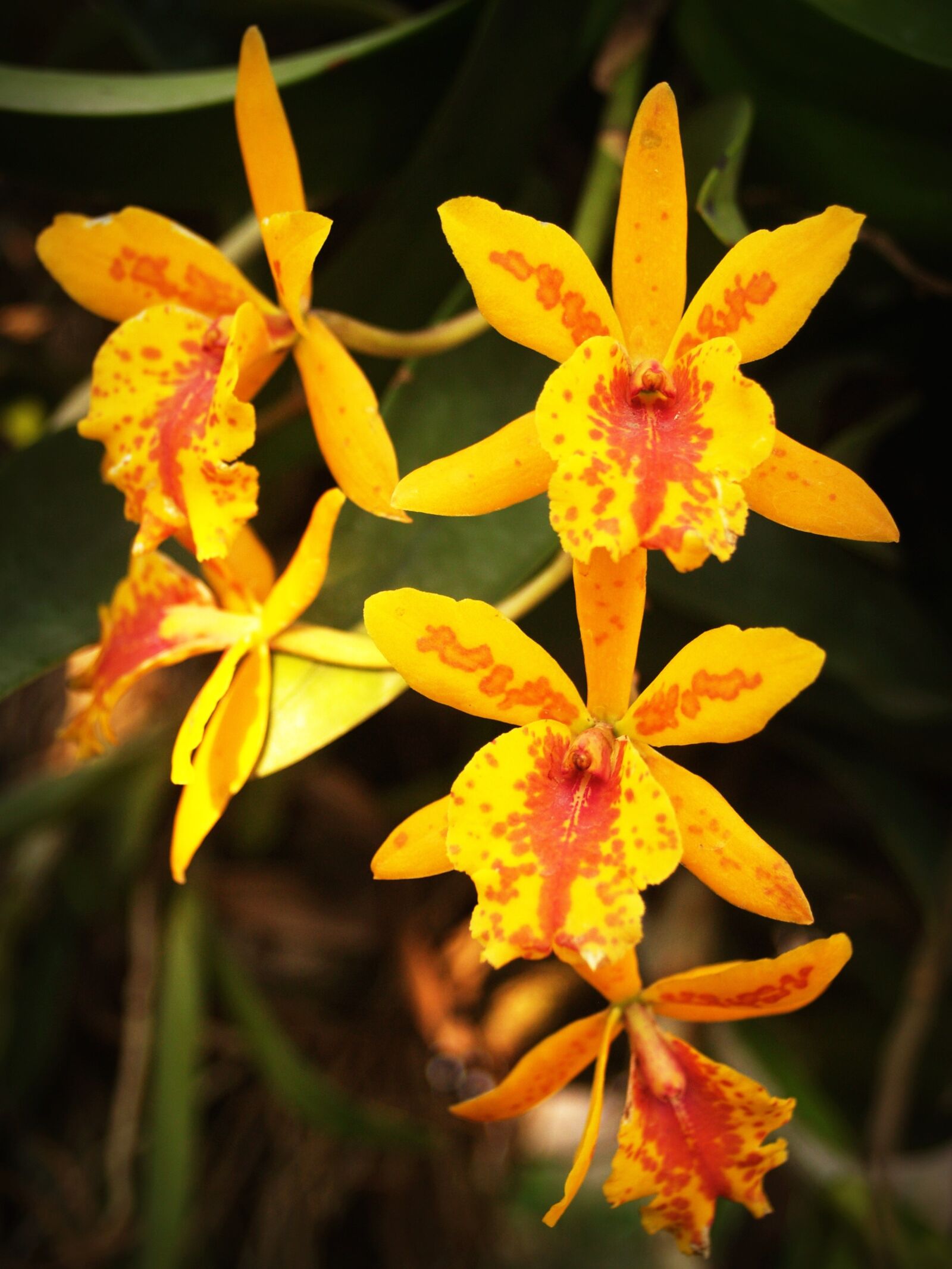 Olympus E-300 (EVOLT E-300) sample photo. Flower, orchid, tropical photography