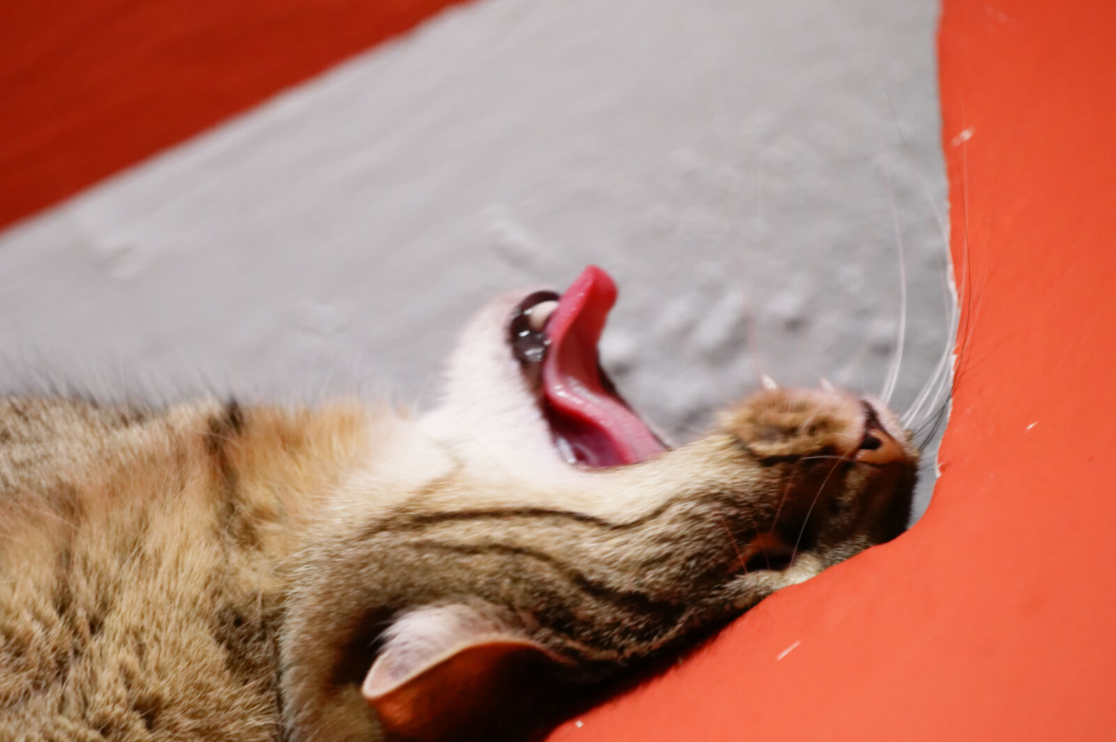 Nikon D3200 sample photo. Cat photography