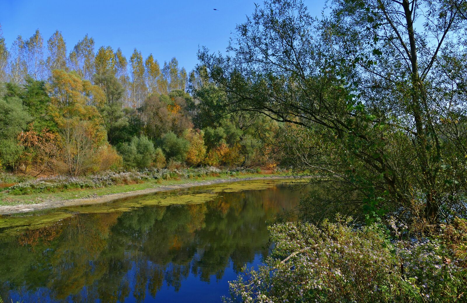 Panasonic Lumix DMC-FZ1000 sample photo. Swamp, istragonov, area photography