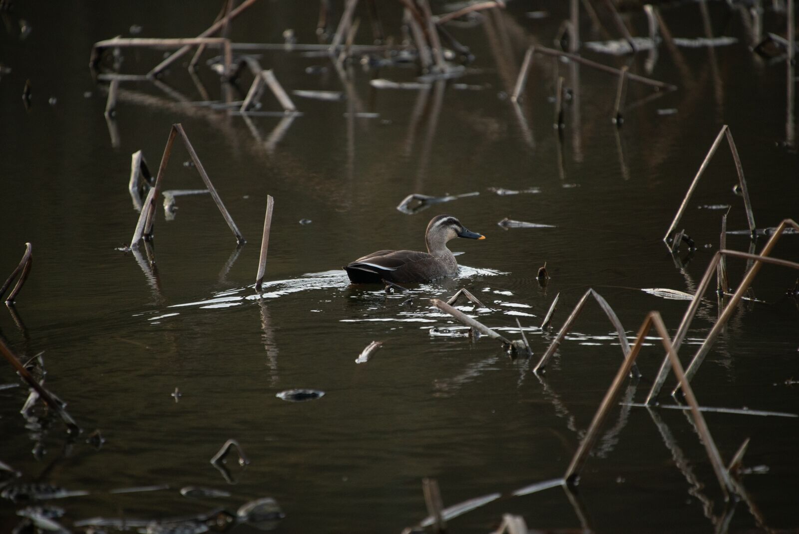 Sony a7S II sample photo. Animal, spring, wild photography