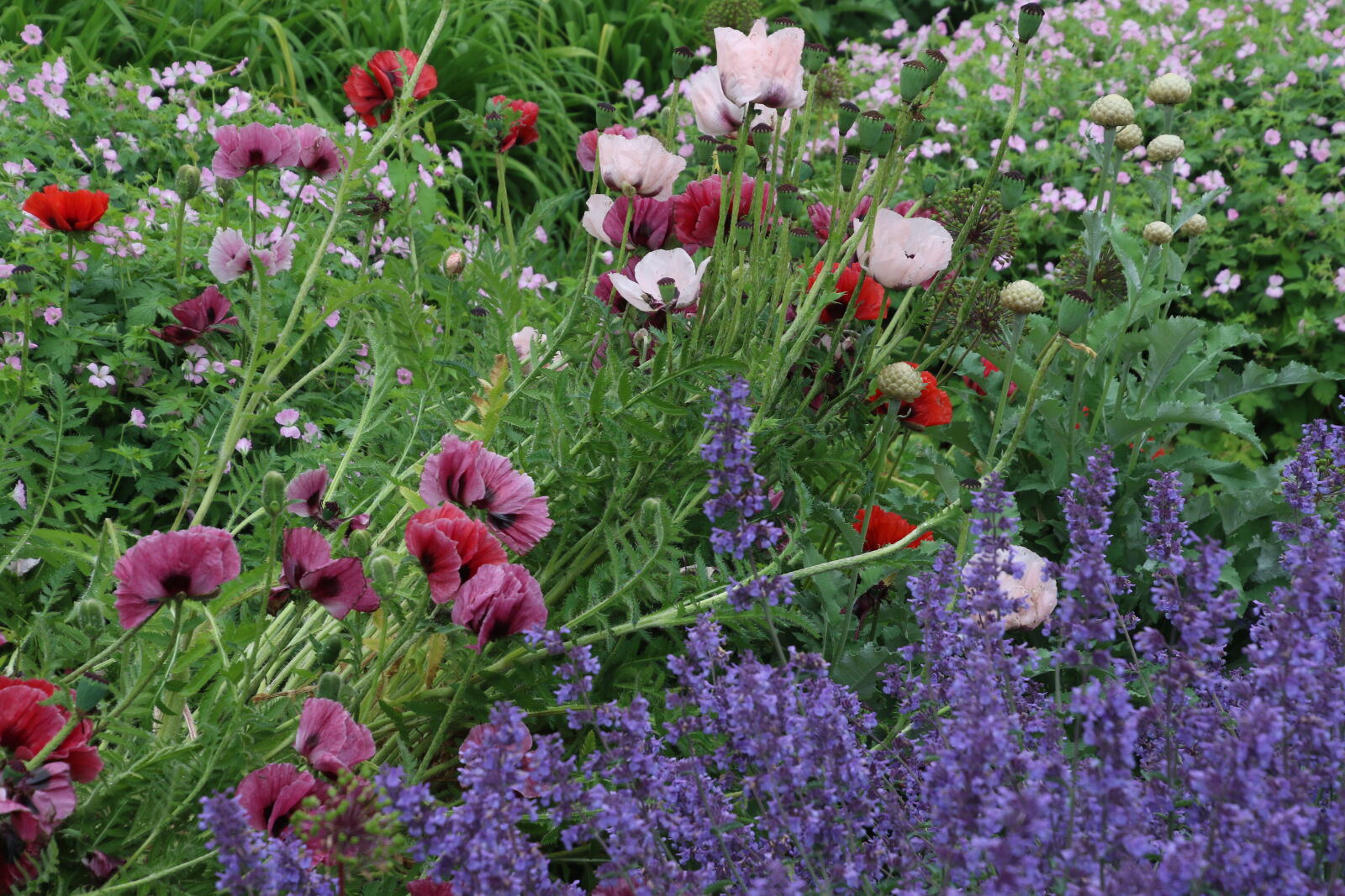 Canon EOS 7D Mark II sample photo. Colorful, colorful, garden, flower photography