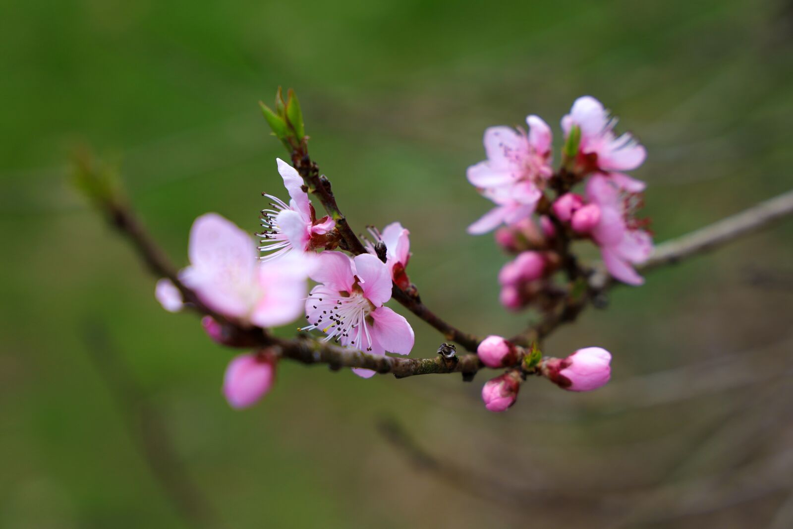 Canon RF 24-105mm F4L IS USM sample photo. Cherry blossom, nature, plant photography