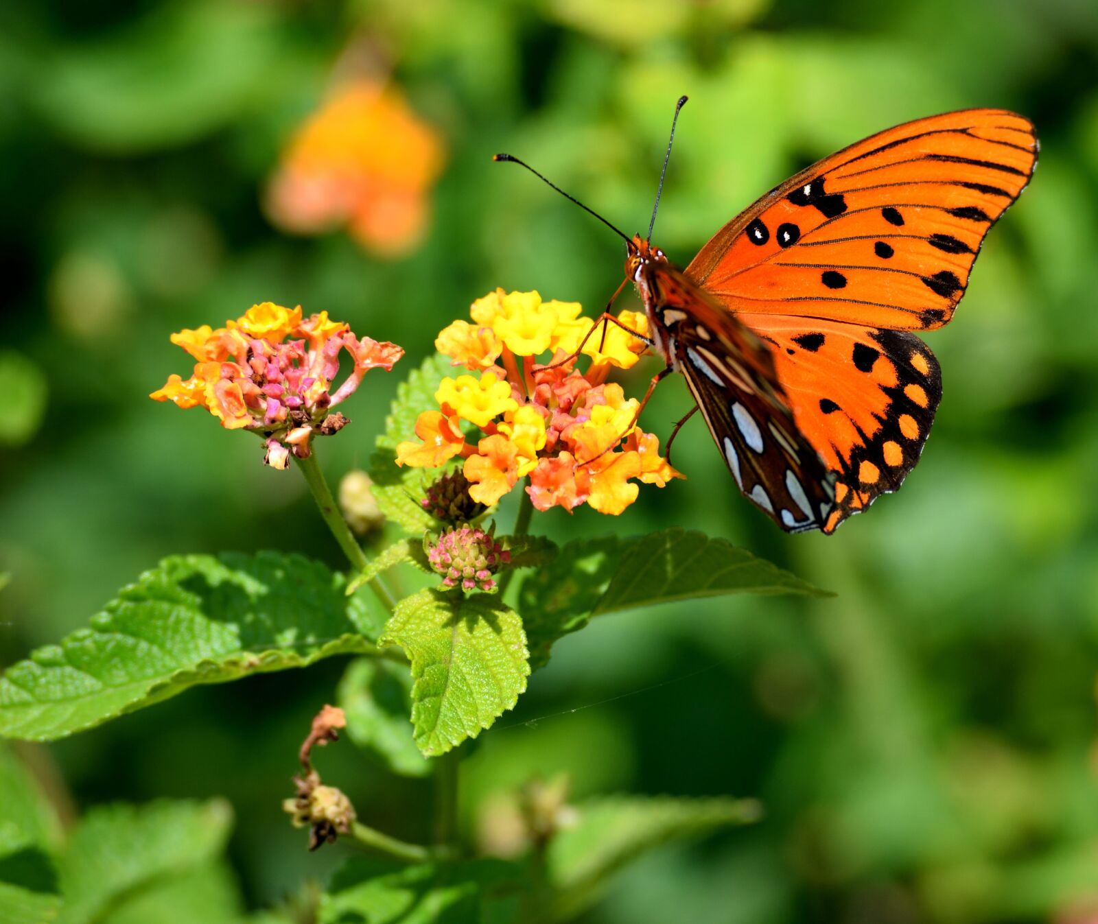 Nikon D3300 sample photo. Fritillary butterfly, insect, wildlife photography