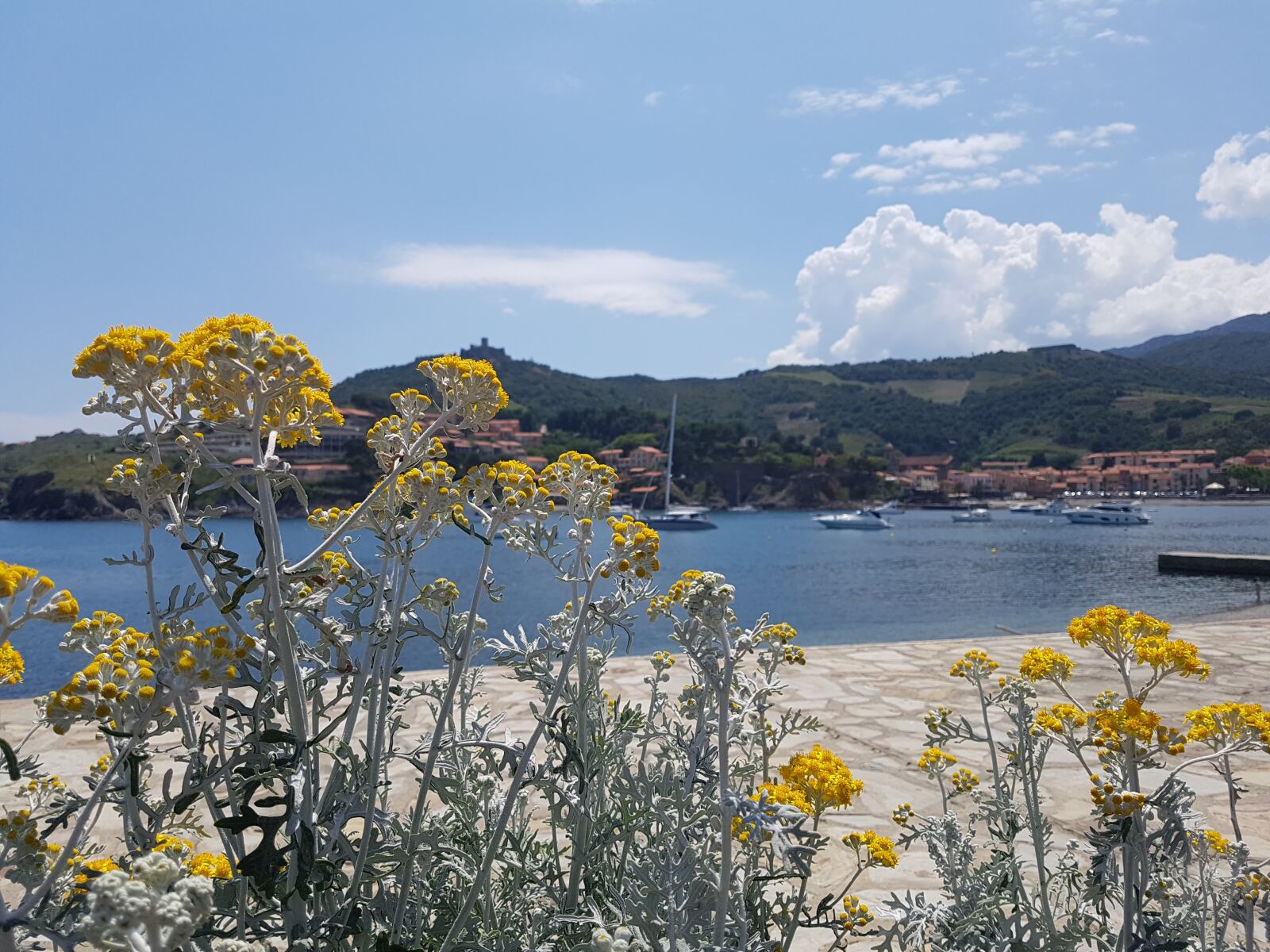 Samsung Galaxy S7 sample photo. Flowers, sea, coastline photography