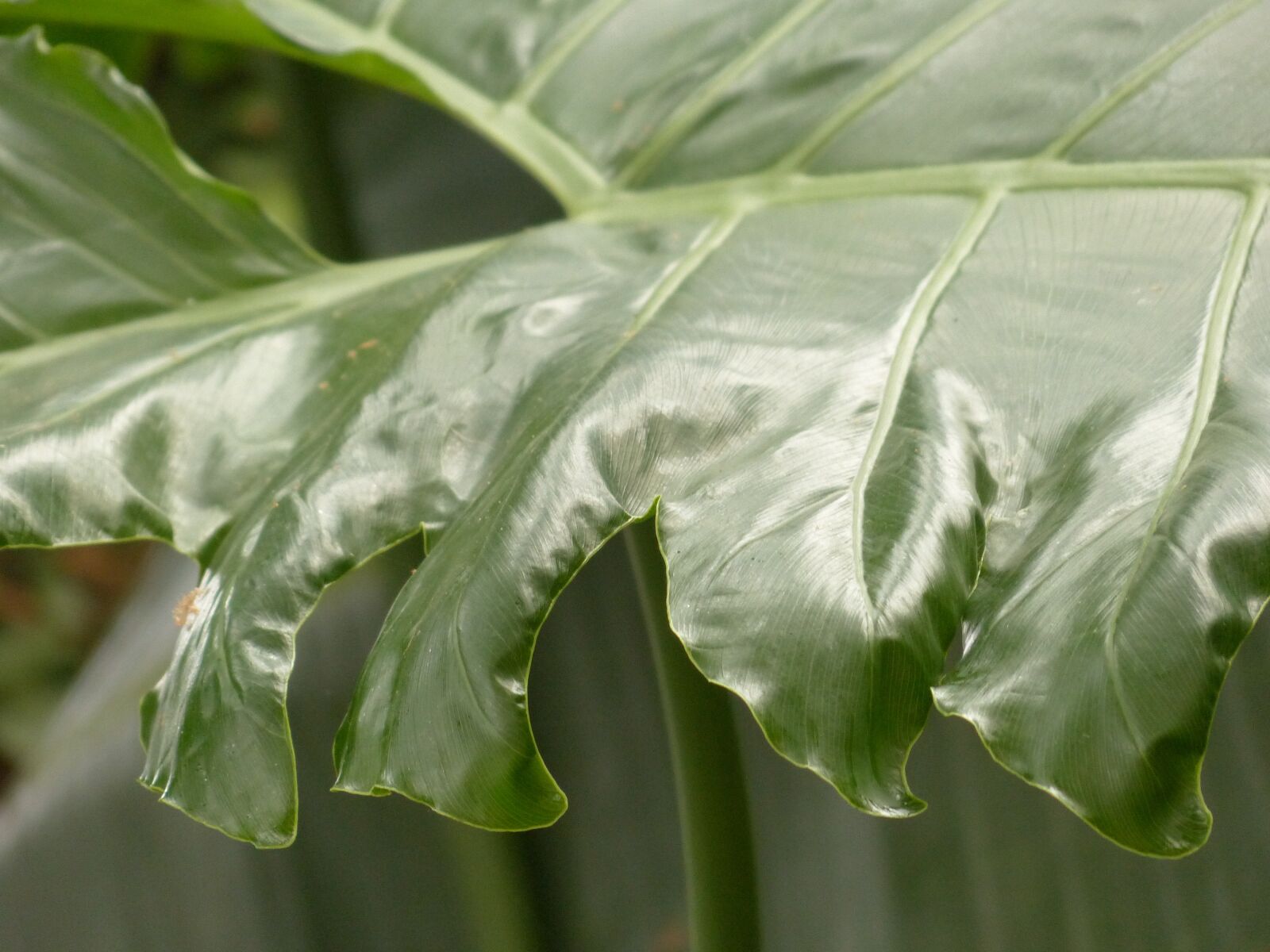 Panasonic Lumix DMC-FZ200 sample photo. Leaf, large, green photography