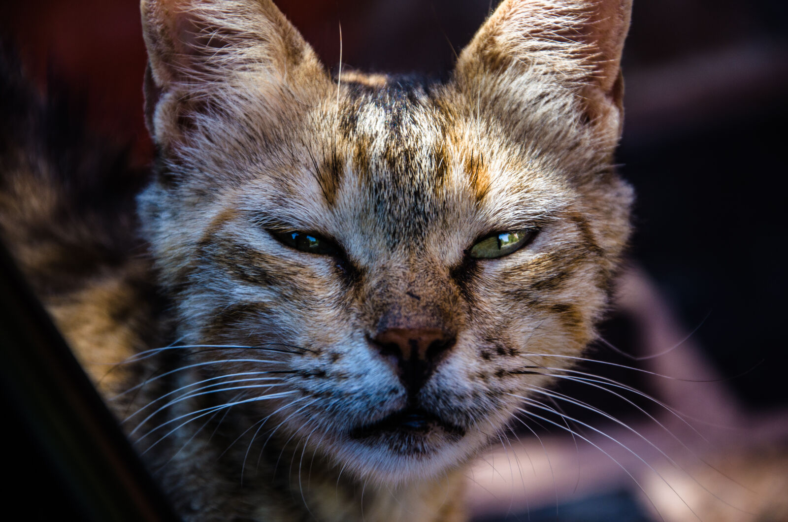 Nikon D5100 sample photo