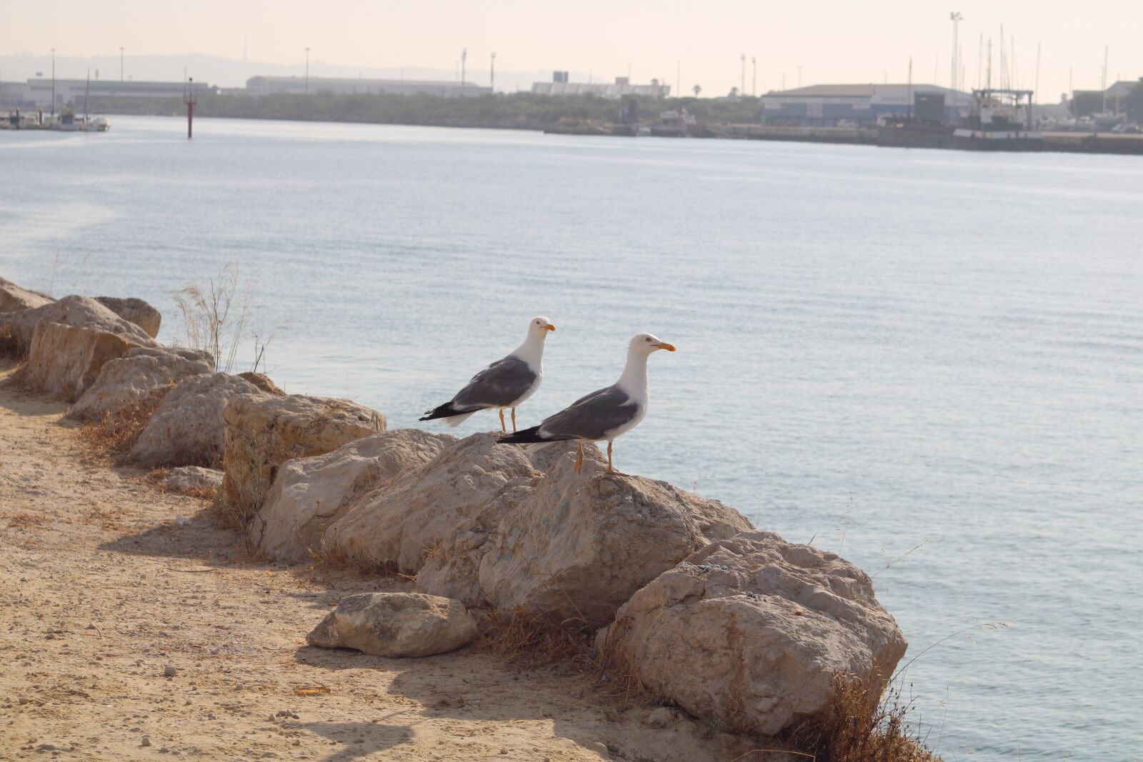 Canon EF 38-76mm f/4.5-5.6 sample photo. Breakwater, river, seagulls photography