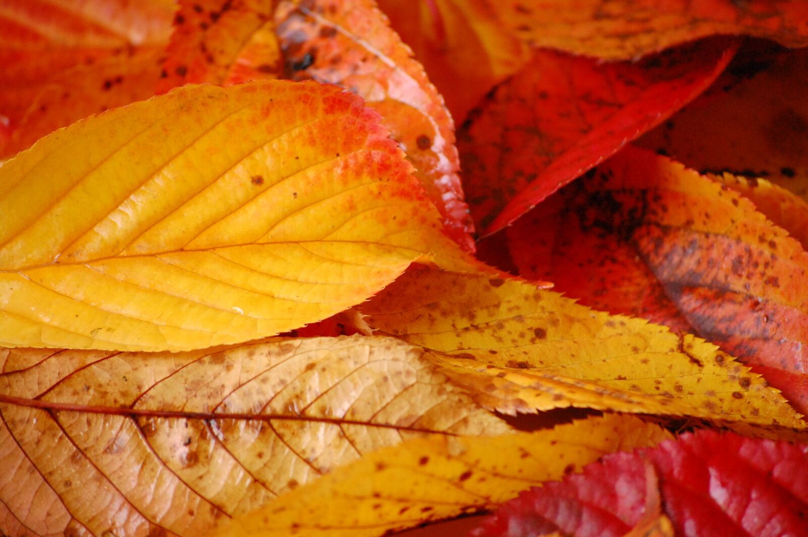 Nikon D40 sample photo. Bures, automne, couleurs photography