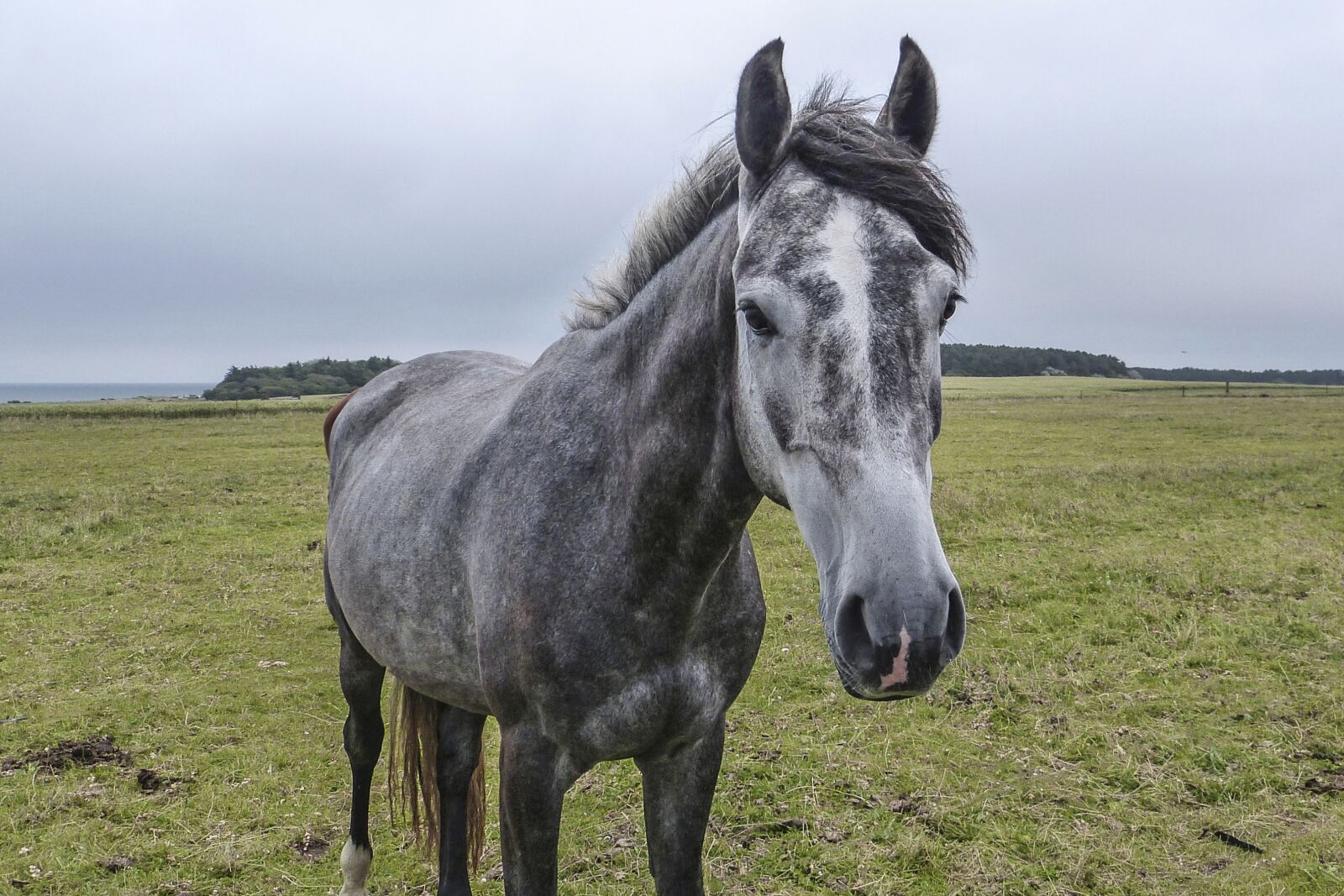 Panasonic Lumix DMC-FZ150 sample photo. Horse, horse head, coupling photography