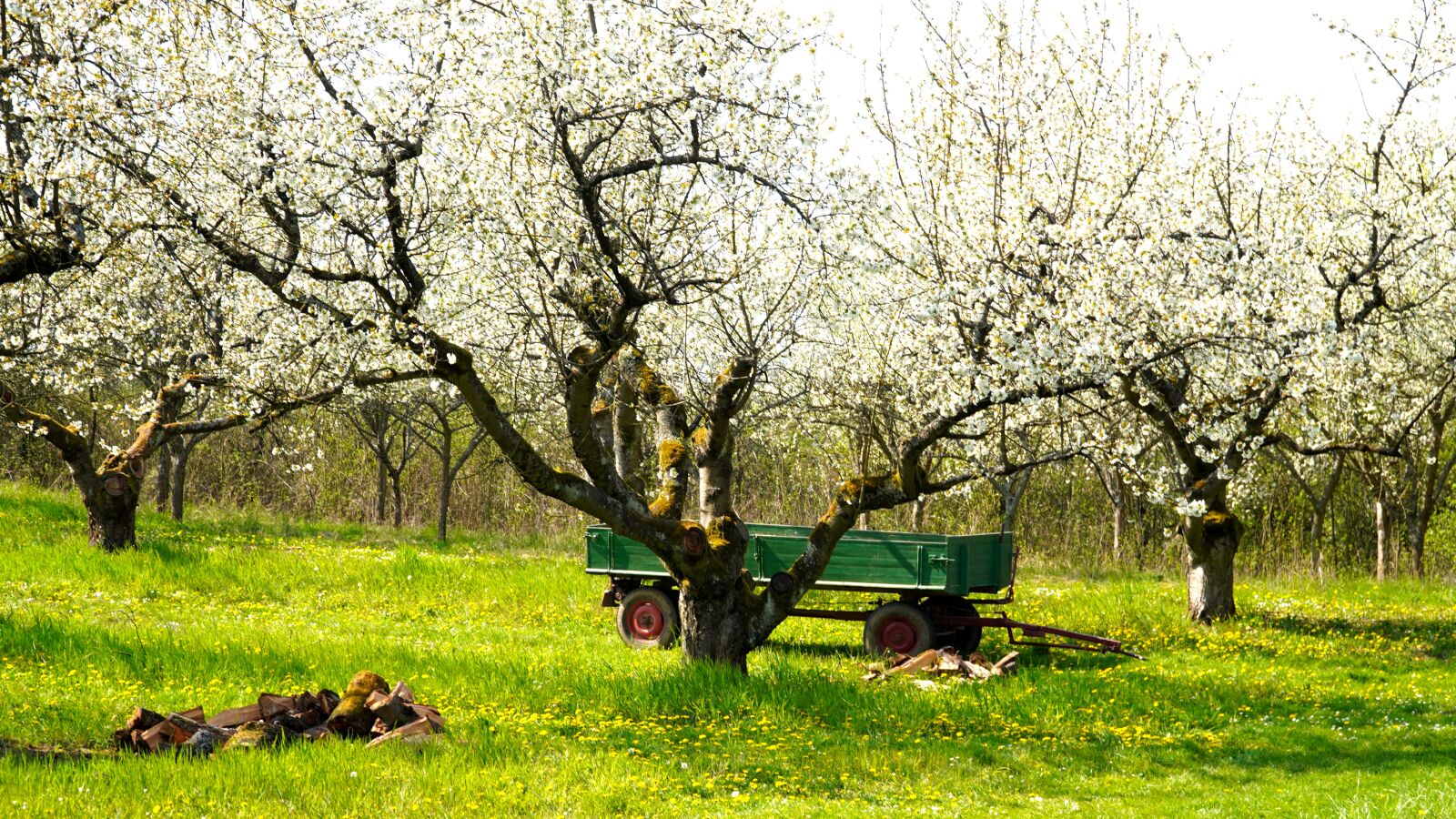 Sony E PZ 18-105mm F4 G OSS sample photo. Fruit trees, blossom, bloom photography