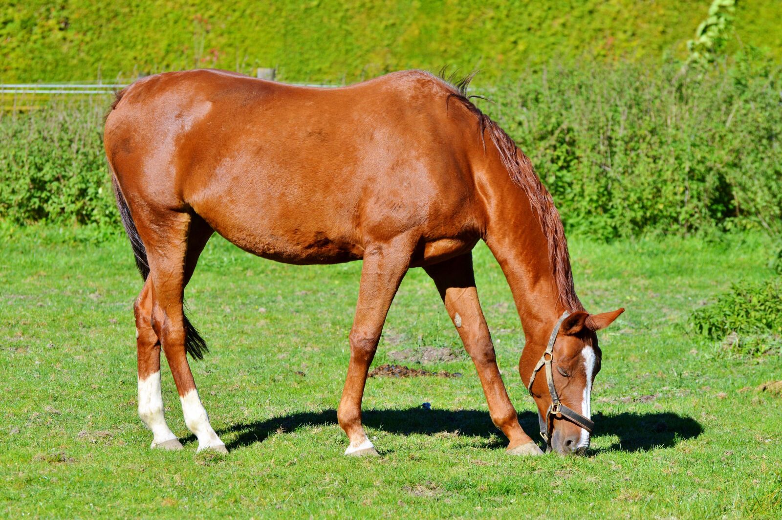 Nikon D3200 sample photo. Horse, ride, reiter photography