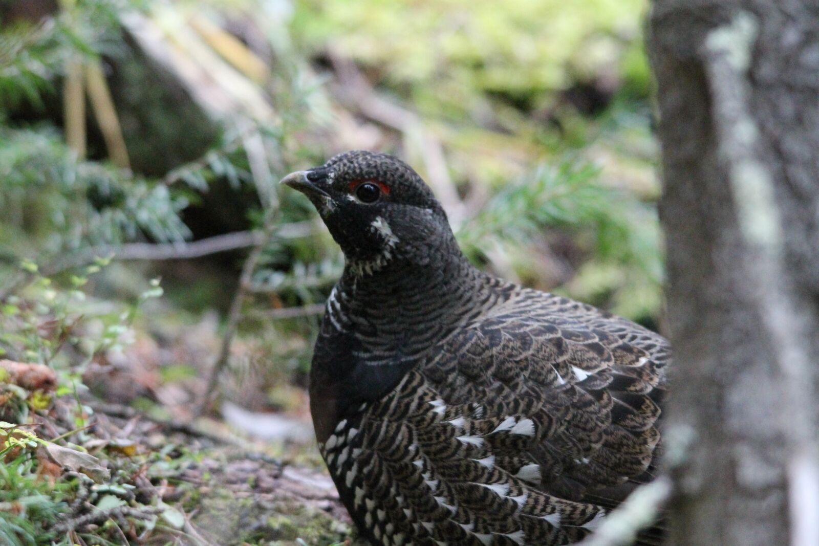 Canon EOS 1100D (EOS Rebel T3 / EOS Kiss X50) sample photo. Willow ptarmigan, bird, wildlife photography