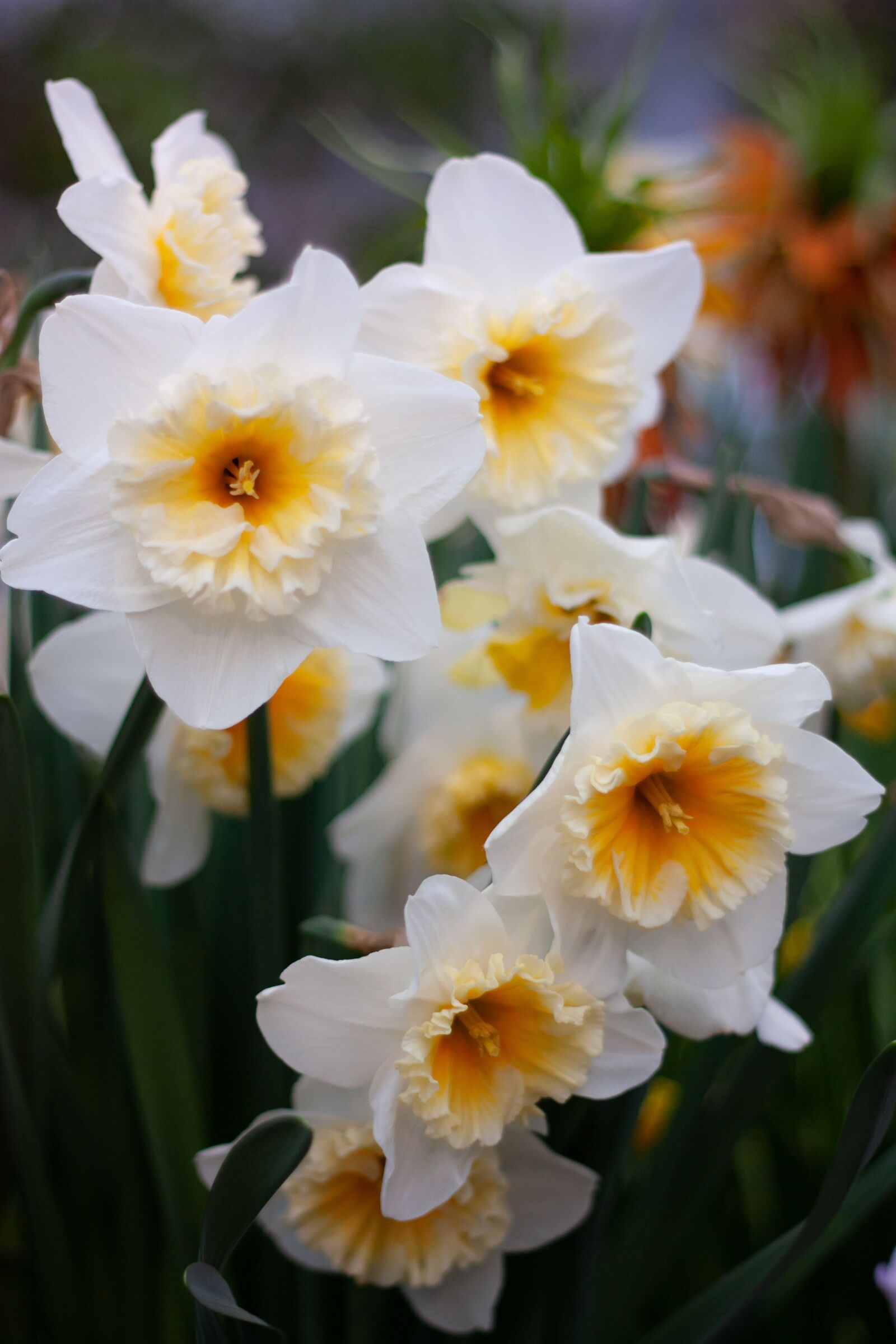 Canon EOS 450D (EOS Rebel XSi / EOS Kiss X2) + Canon EF 50mm F1.8 II sample photo. Narcissus, flower, spring photography