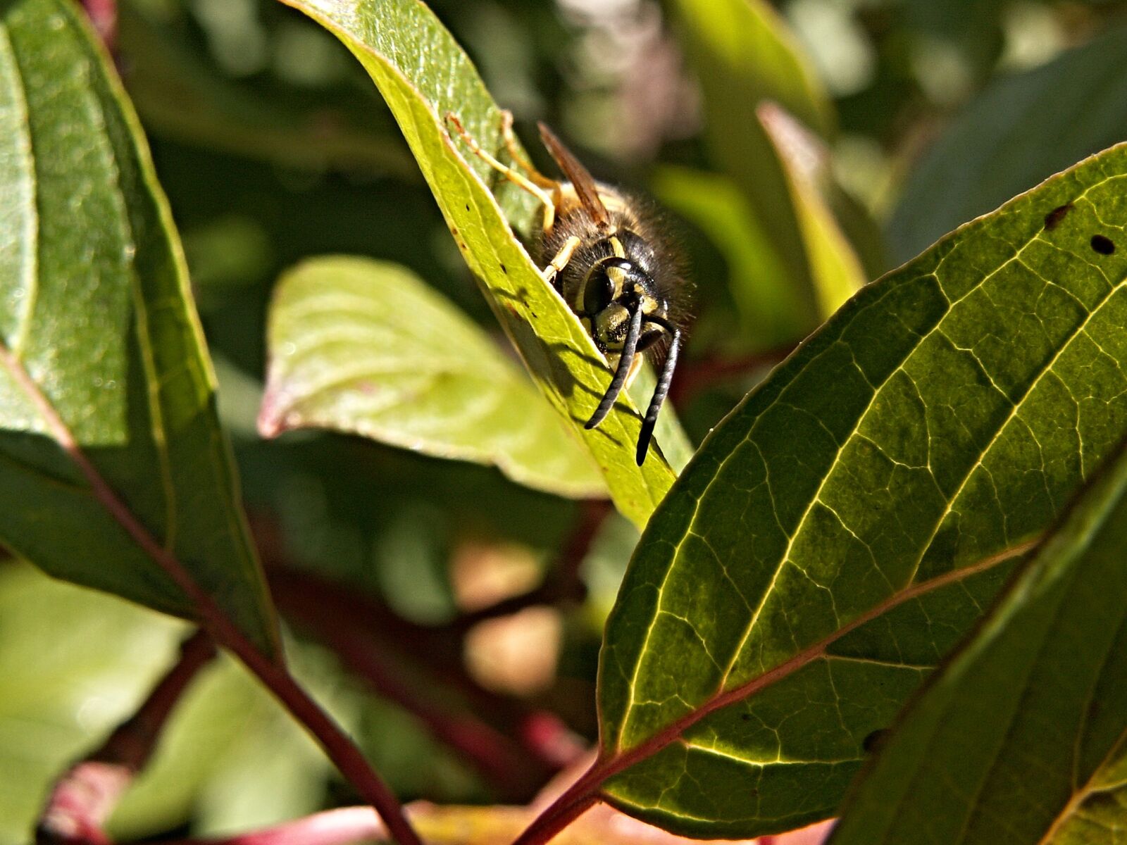 KONICA MINOLTA DiMAGE Z3 sample photo. Wasp, insect, foliage photography